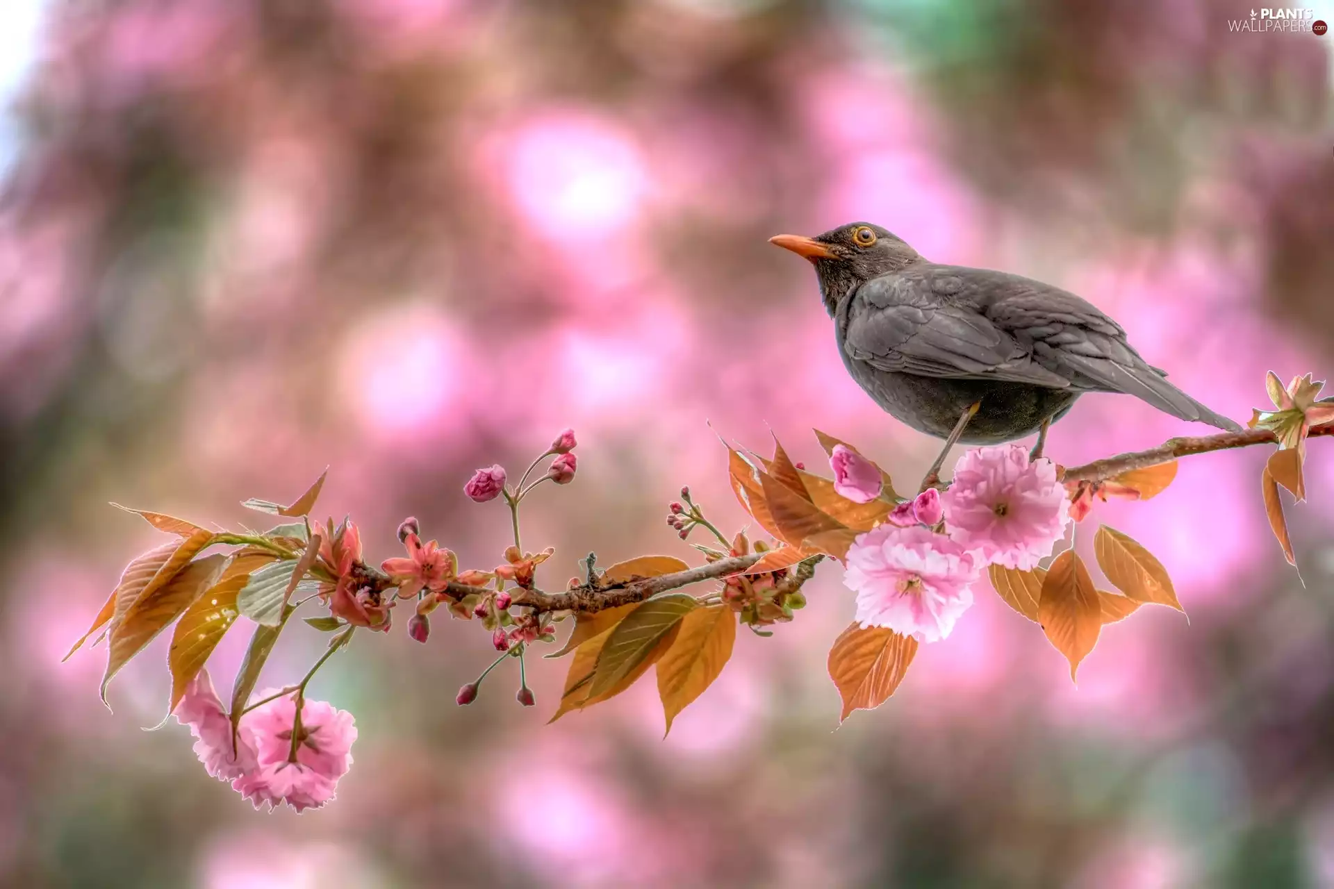 Japanese Cherry, Blackbird, Blossoming, Fruit Tree, twig