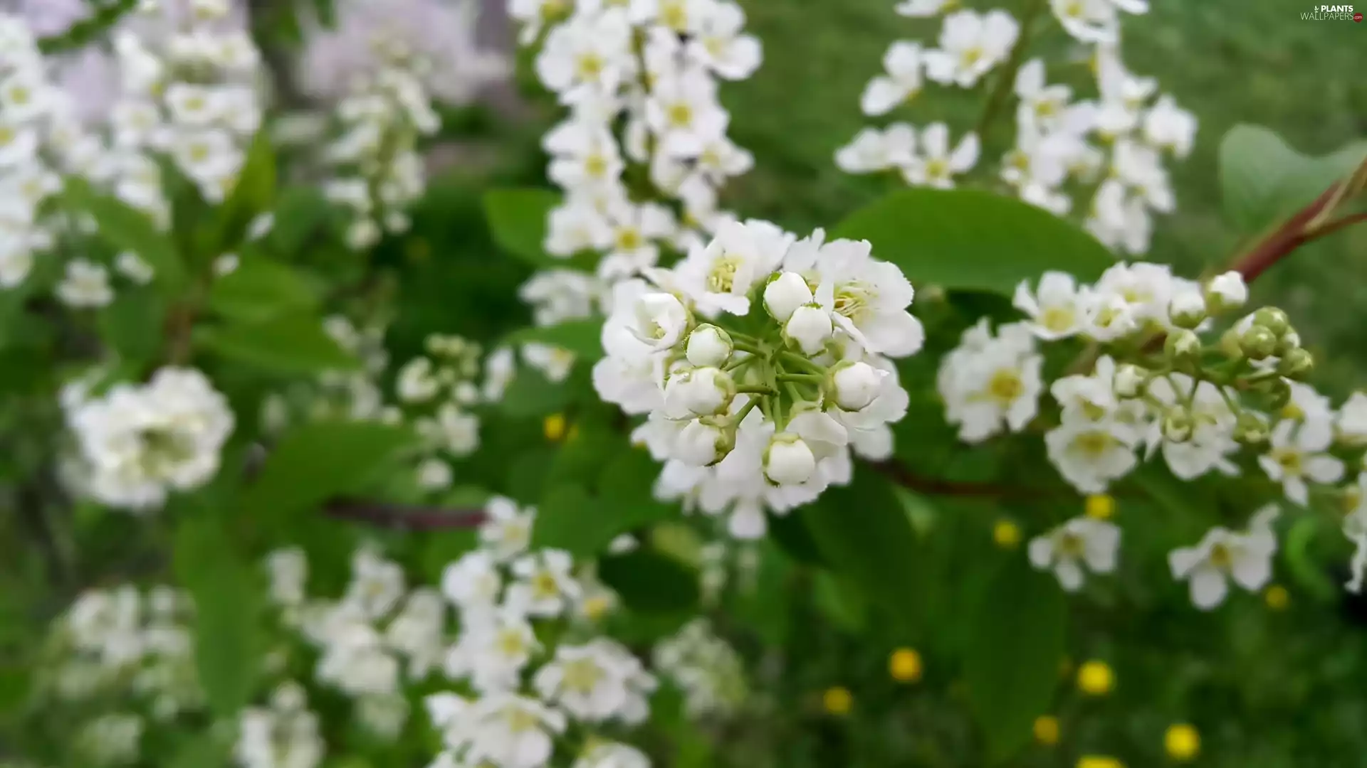 Blossoming, Bird Cherry