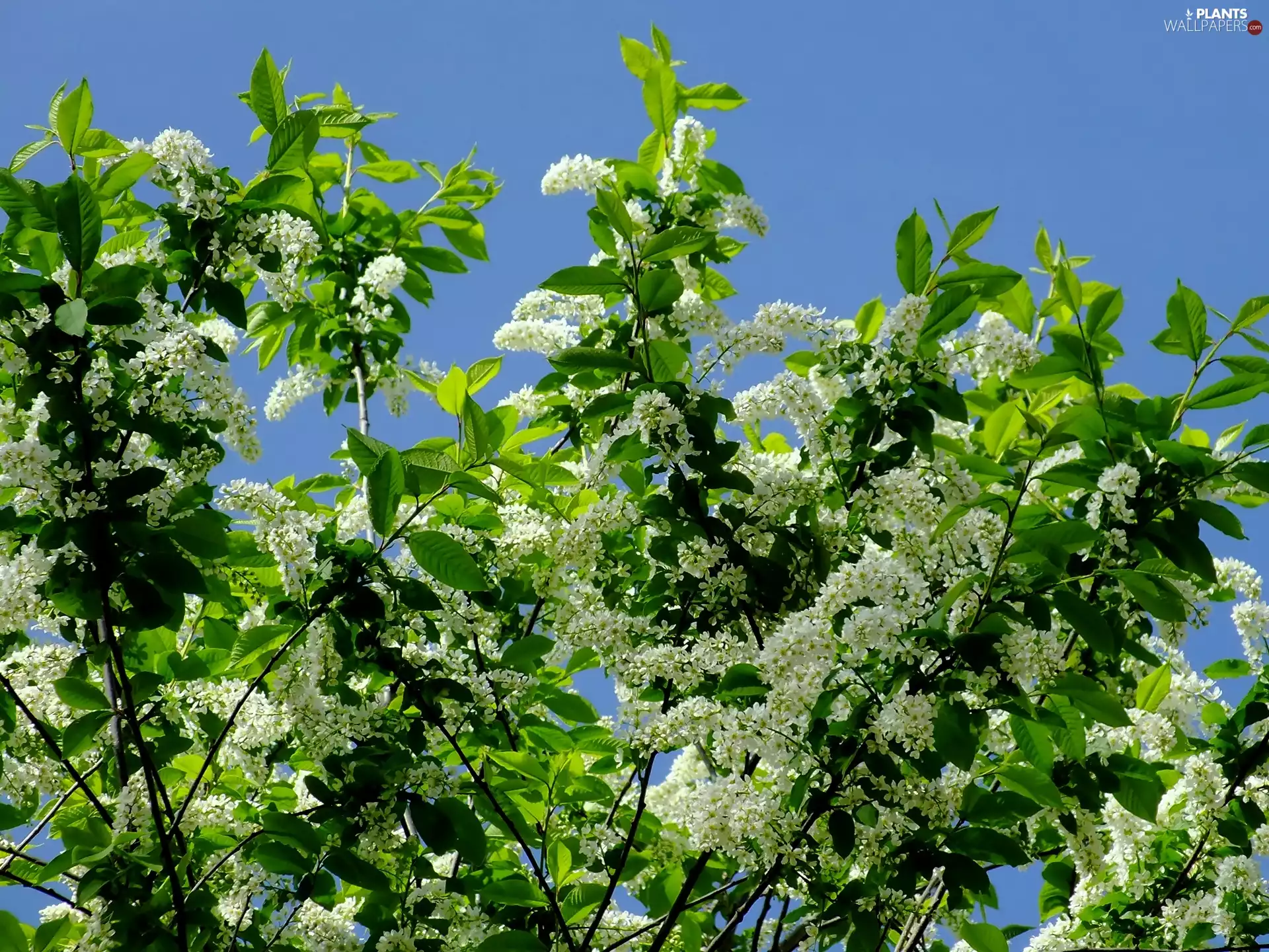 Blossoming, Bird Cherry