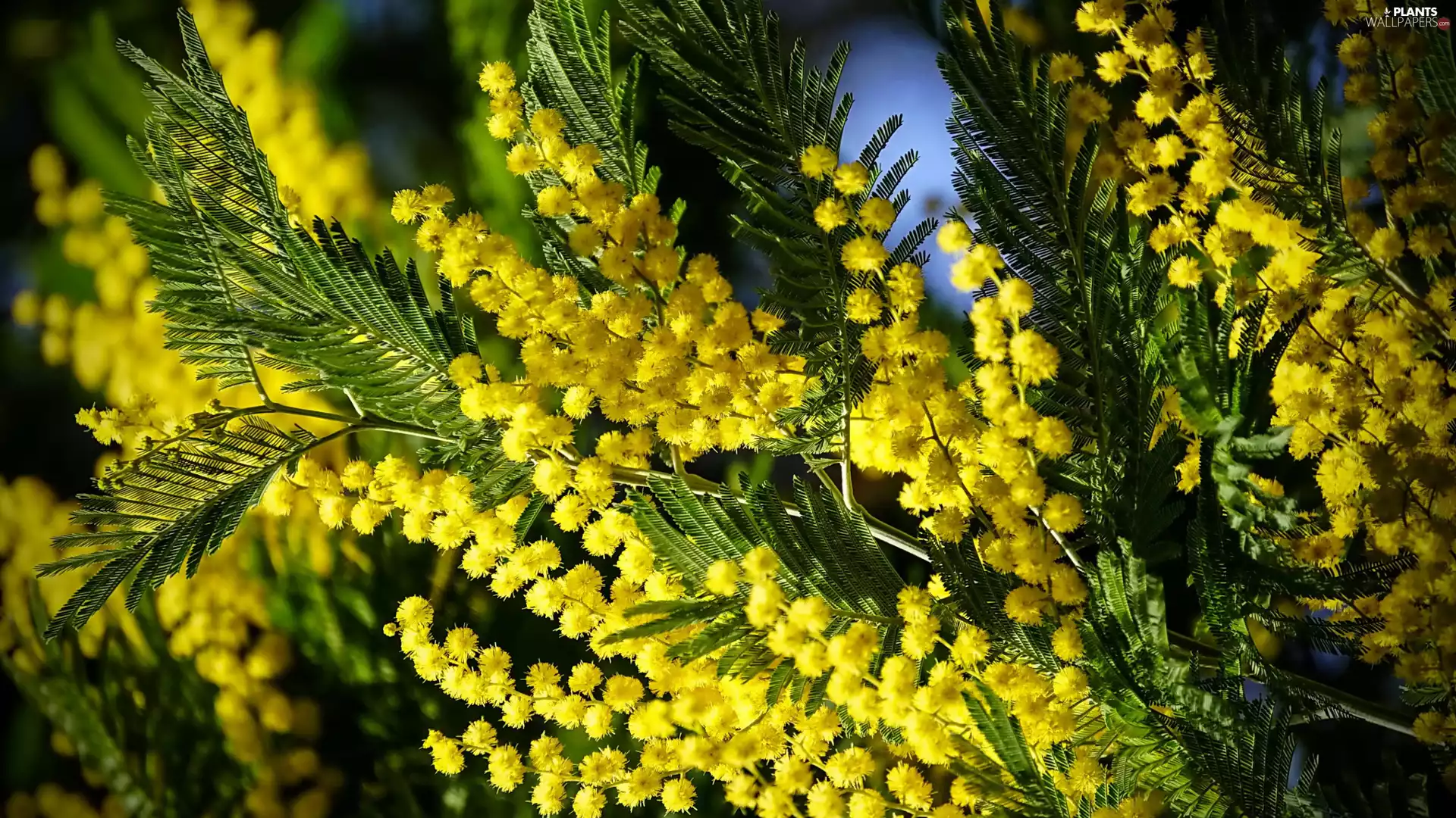 Blossoming, Acacia Dealbata