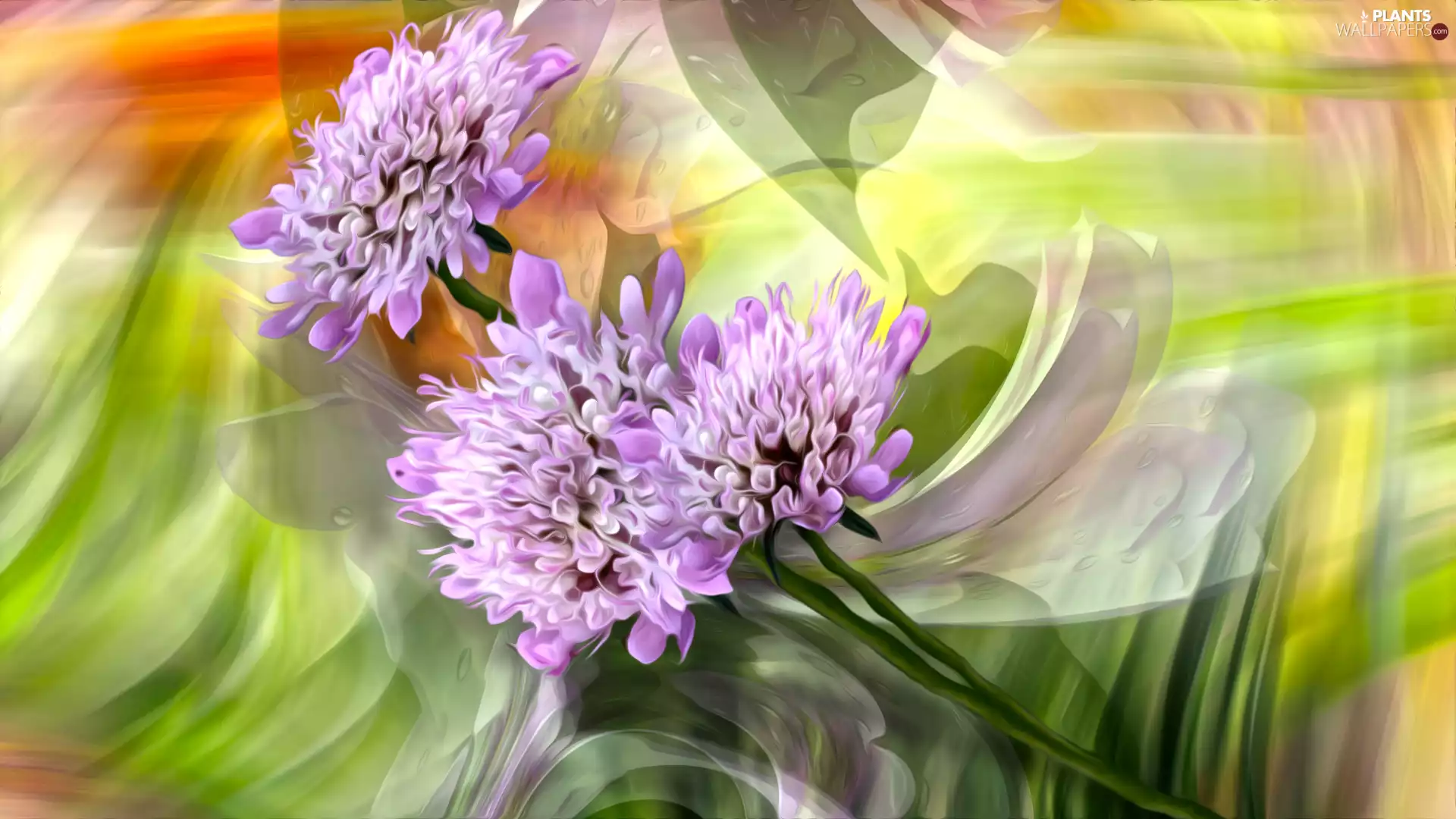 graphics, trefoil, Flowers, Blossoming