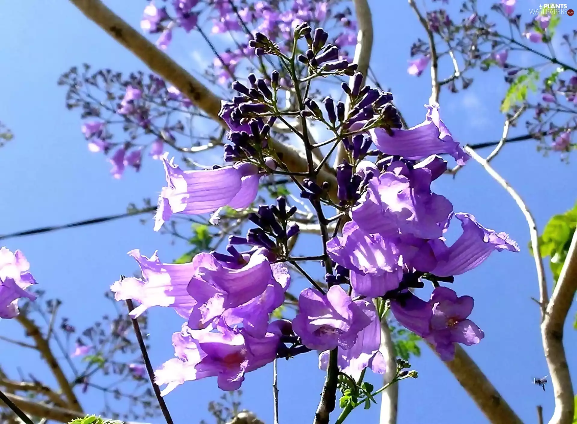 Blossoming, Jacaranda