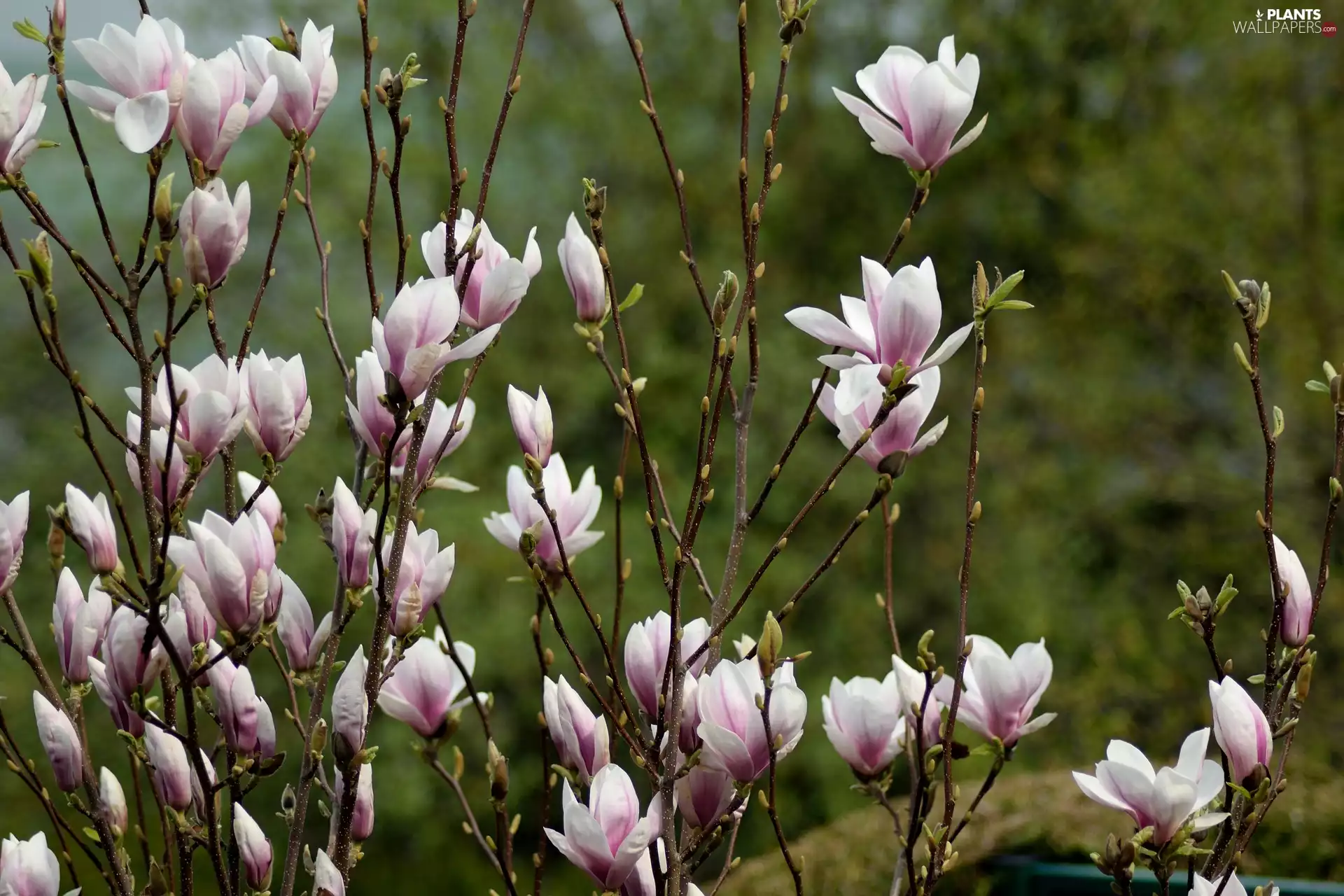 Blossoming, Magnolia