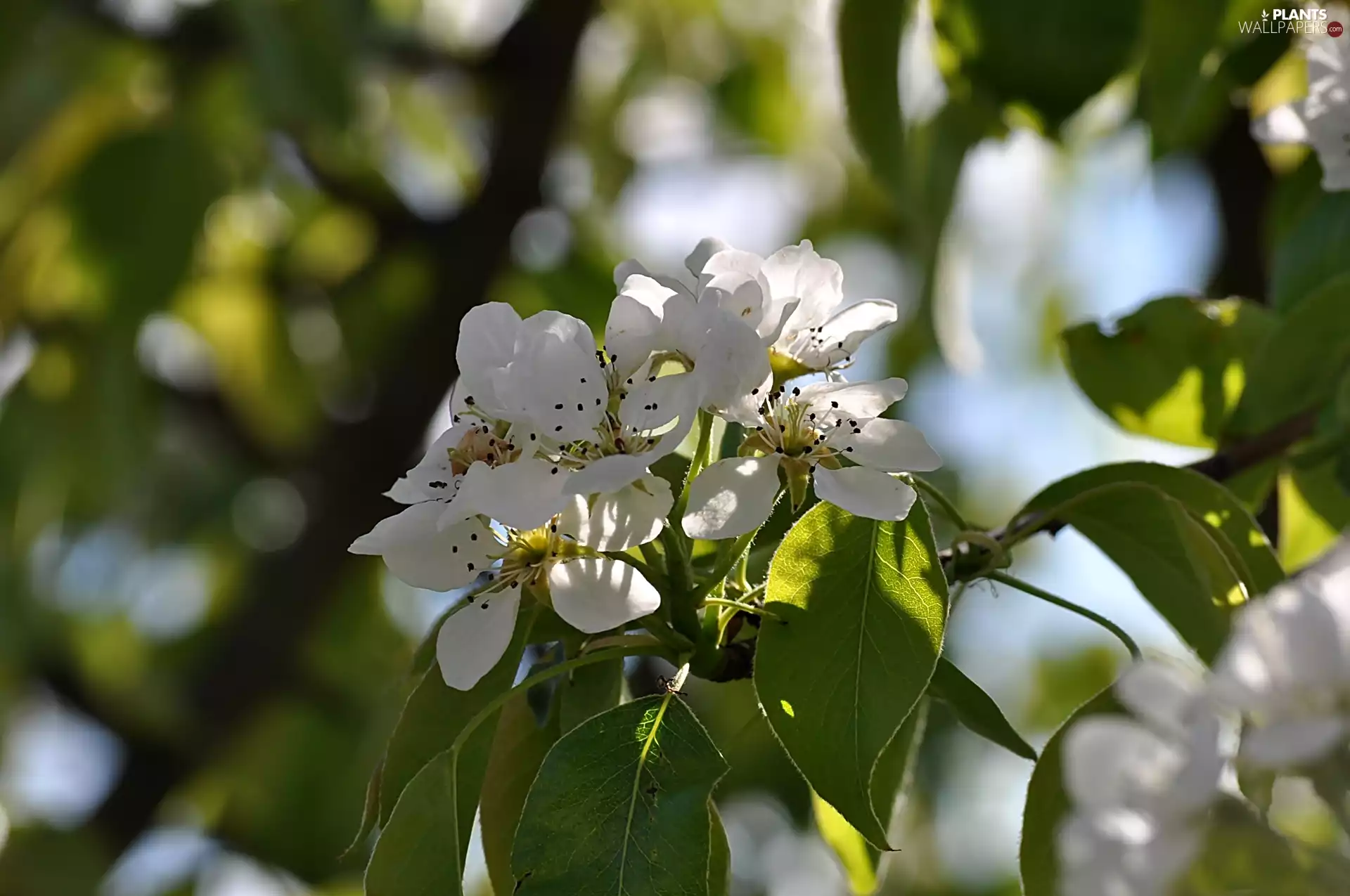 Blossoming, Pear