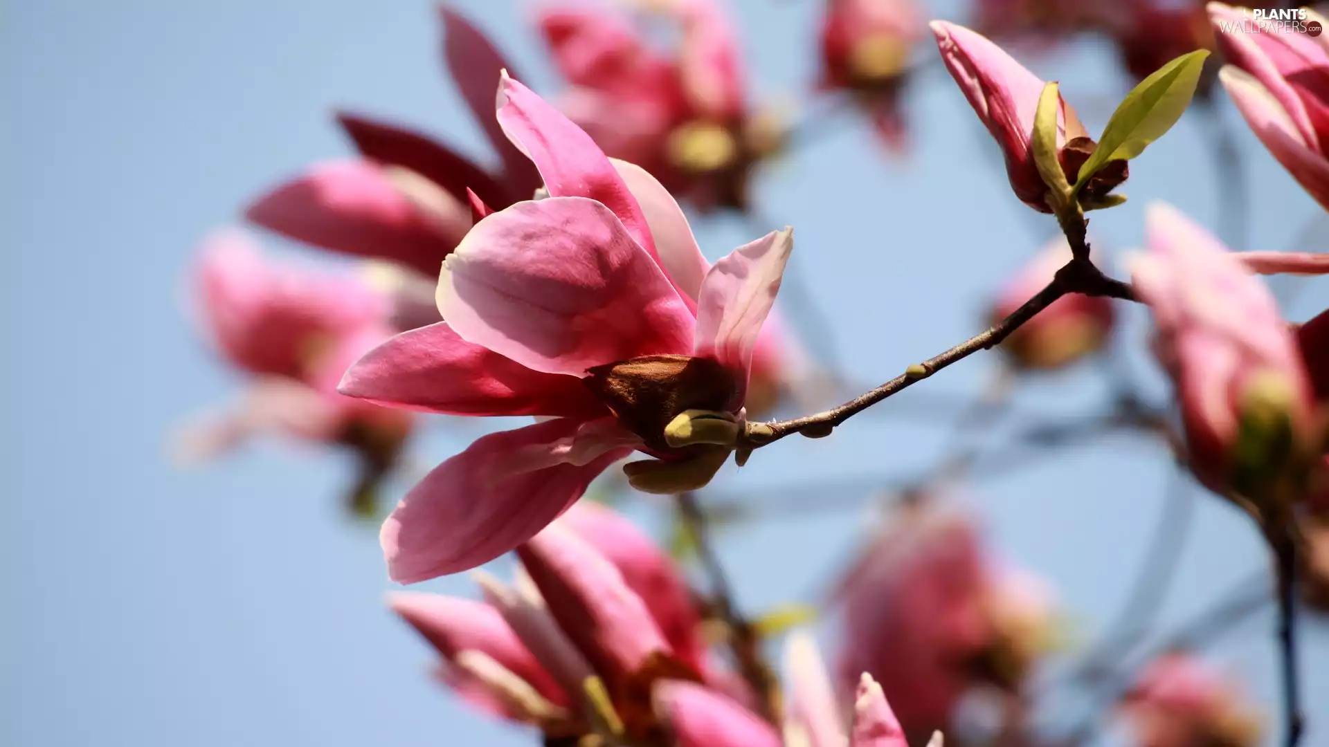 Pink, Magnolia, Twigs, Blossoming