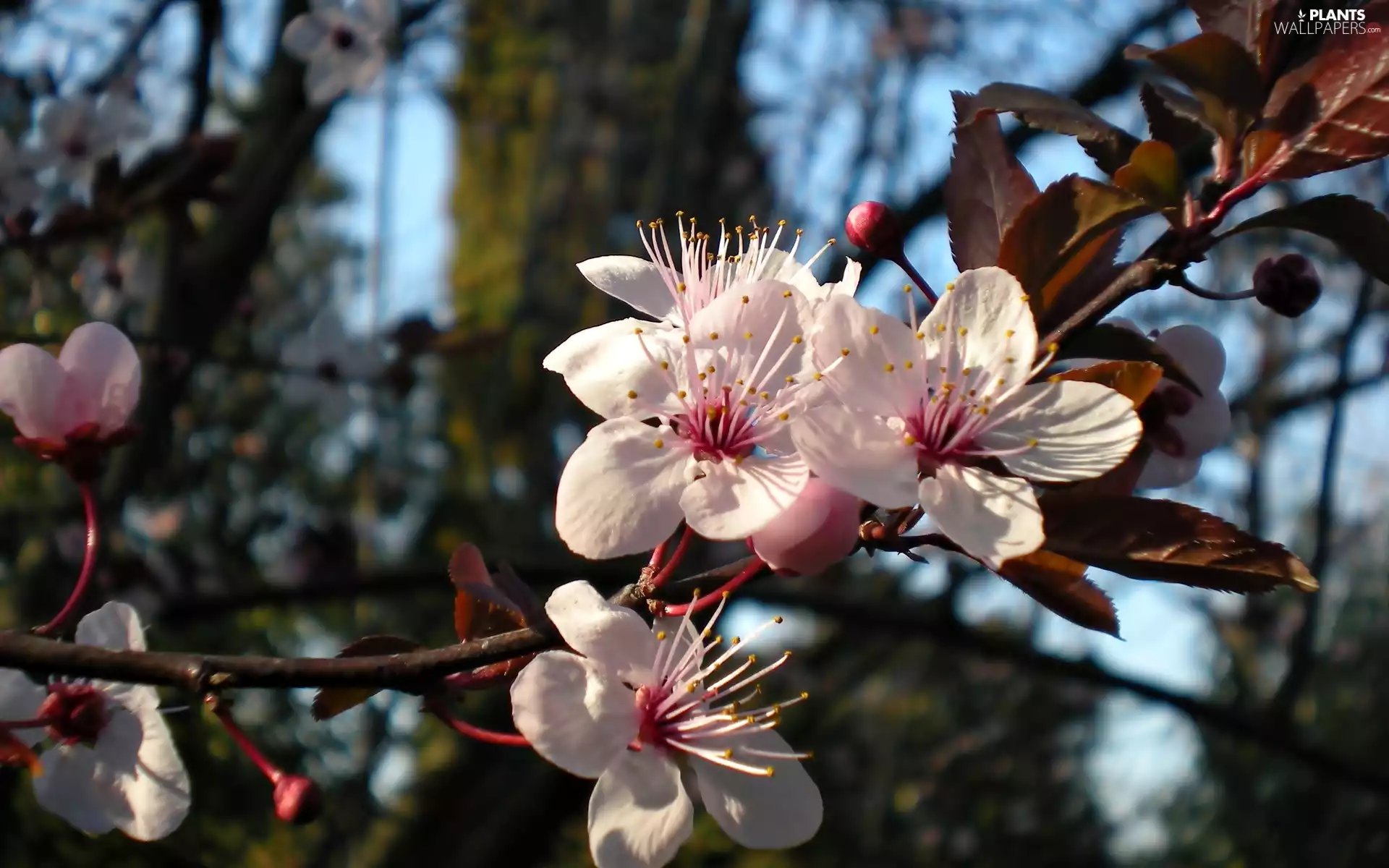 Spring, plum, branch, Blossoming