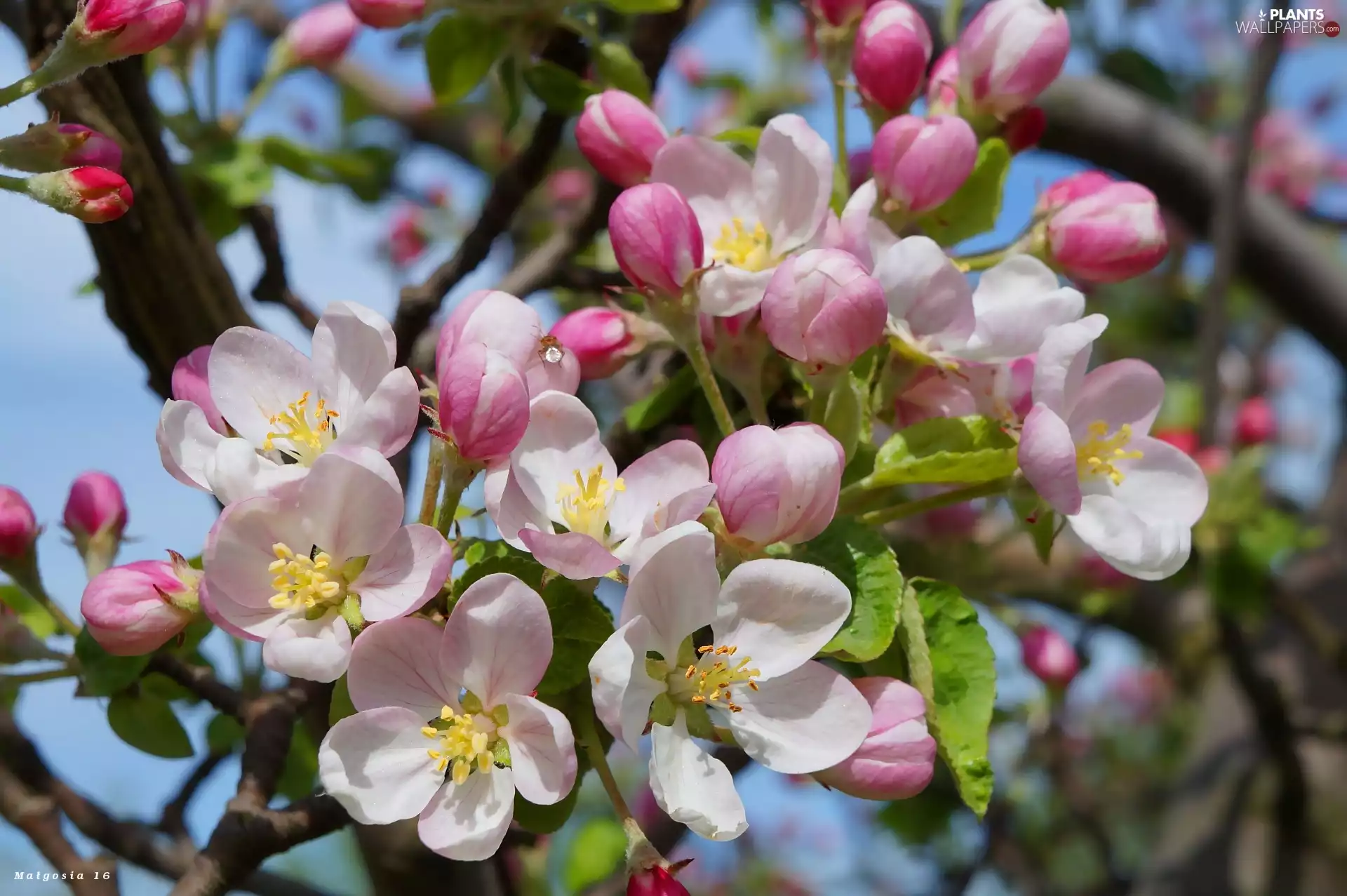 Blossoming, Flowers, twig