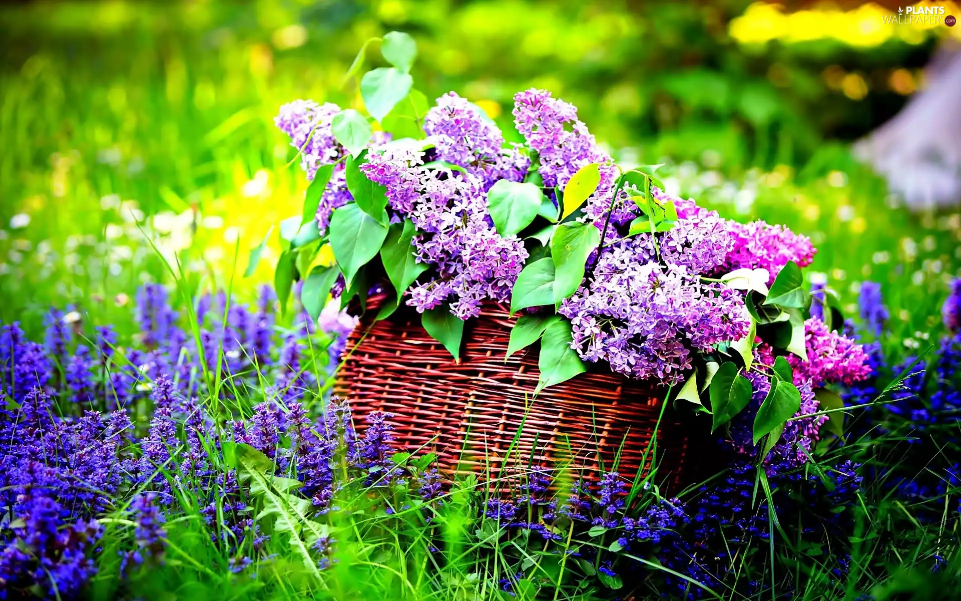 without, Blue Flowers, grass, basket