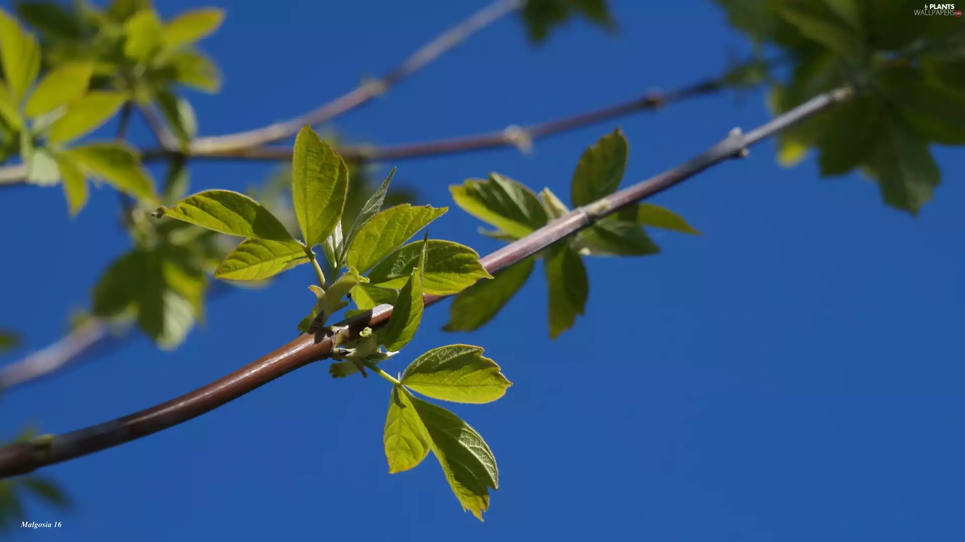 green ones, plant, Blue, Sky, Leaf, twig