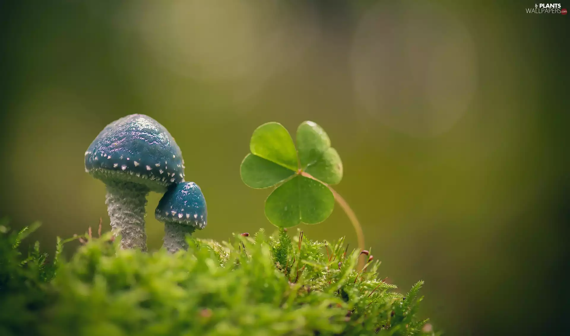 Moss, trefoil, mushroom, Blue, Blue Roundhead