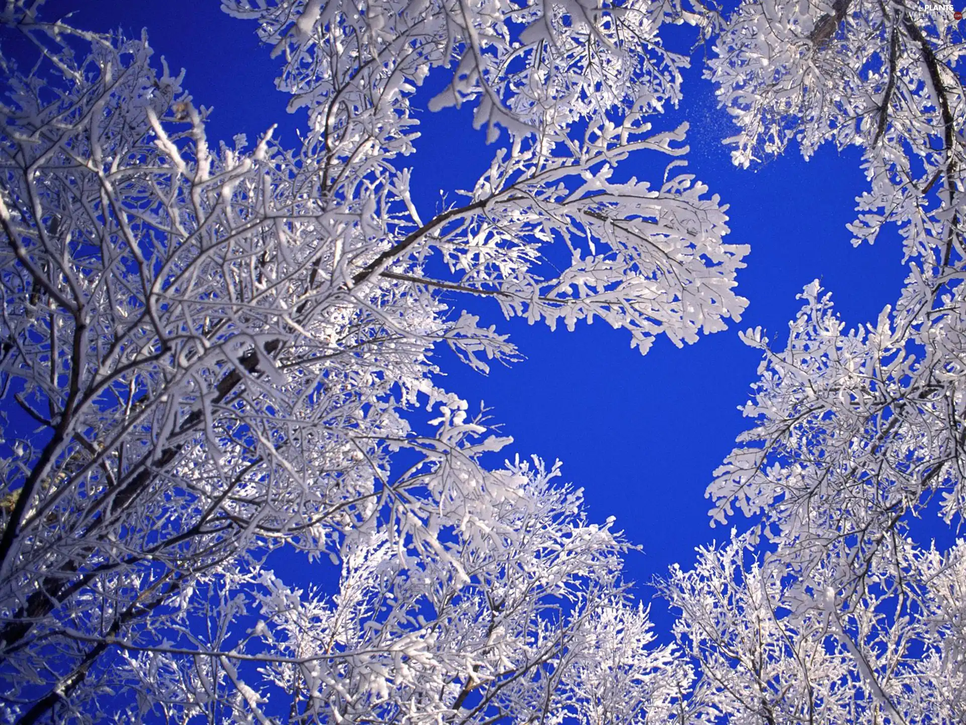 blue, Sky, Covered, snow, trees