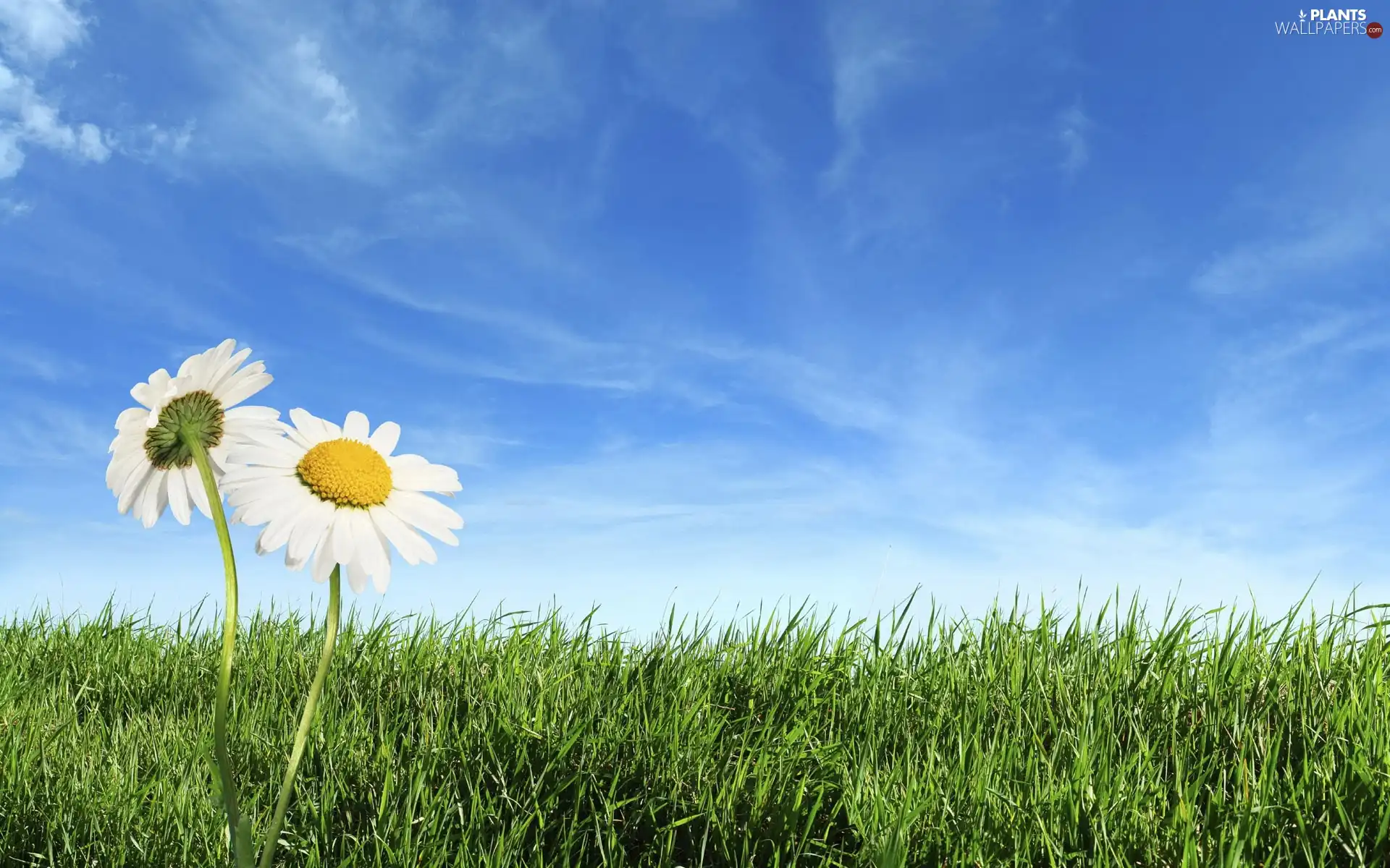 blue, Sky, daisies, Meadow, Two