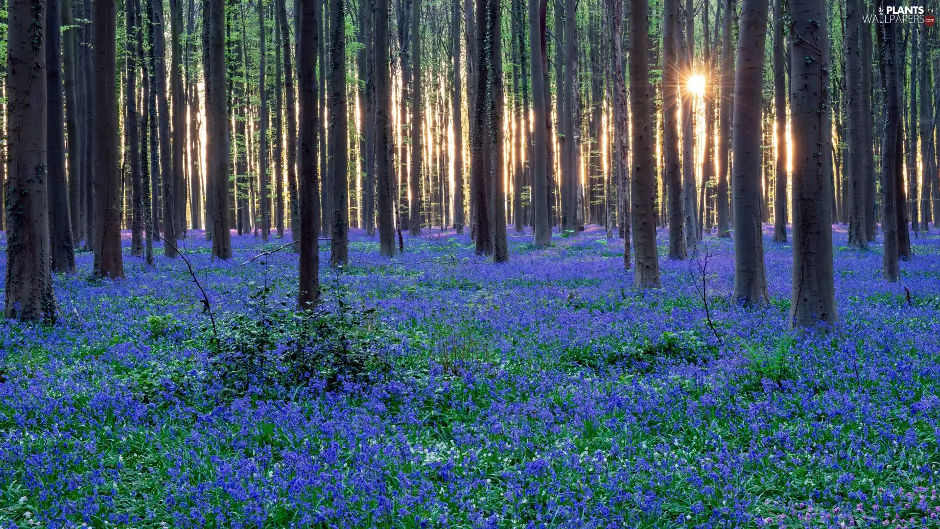 Blue, trees, Bluebells, viewes, forest, Flowers, rays of the Sun