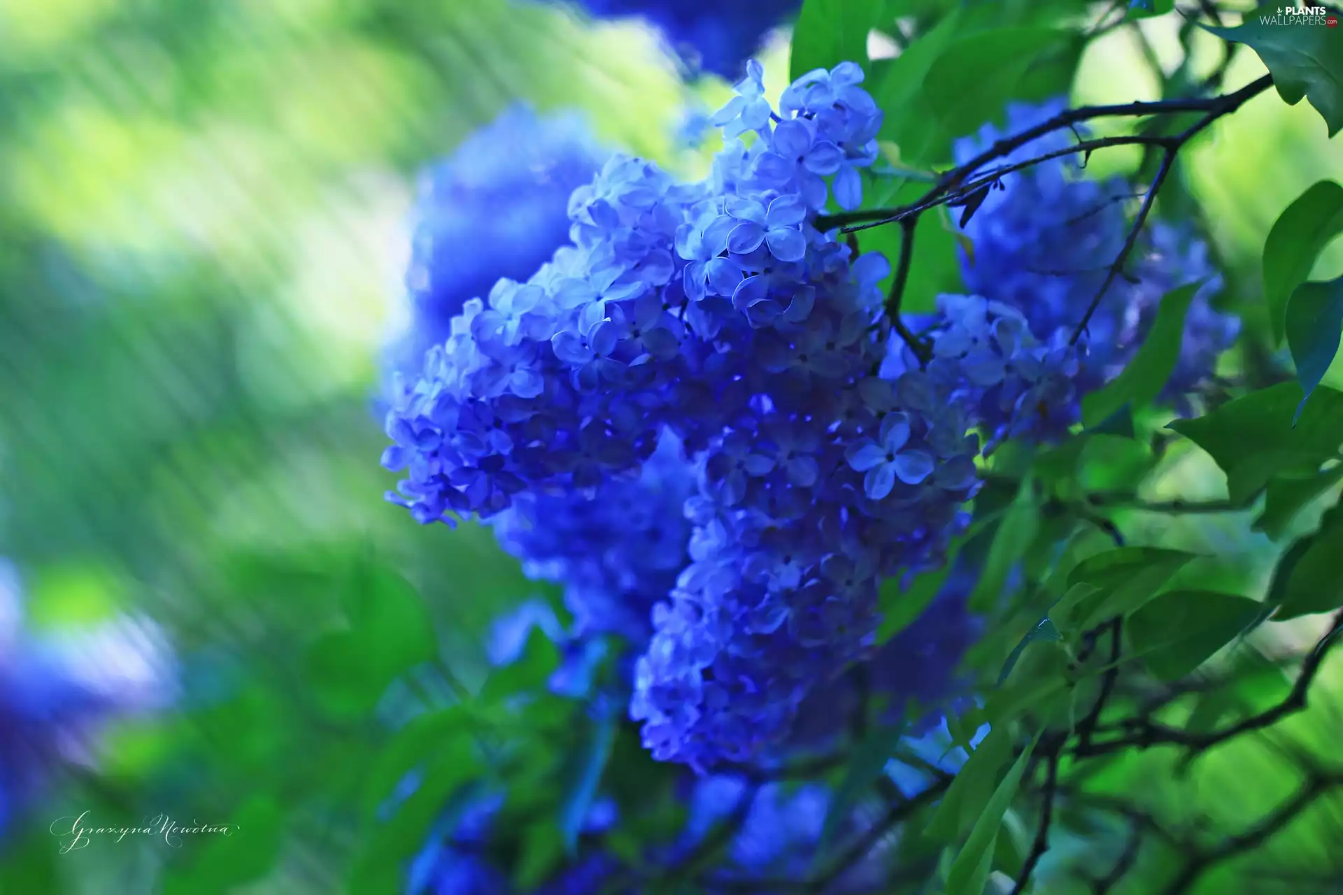 without, Flowers, Bush, blue