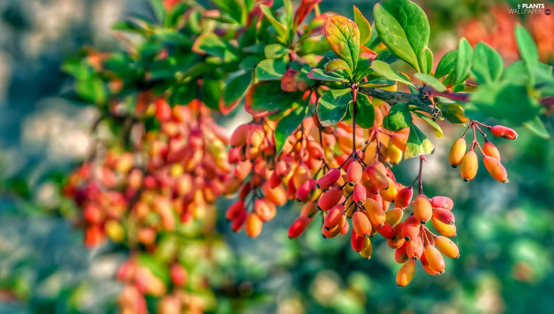 barberry, Fruits, Leaf, blueberries