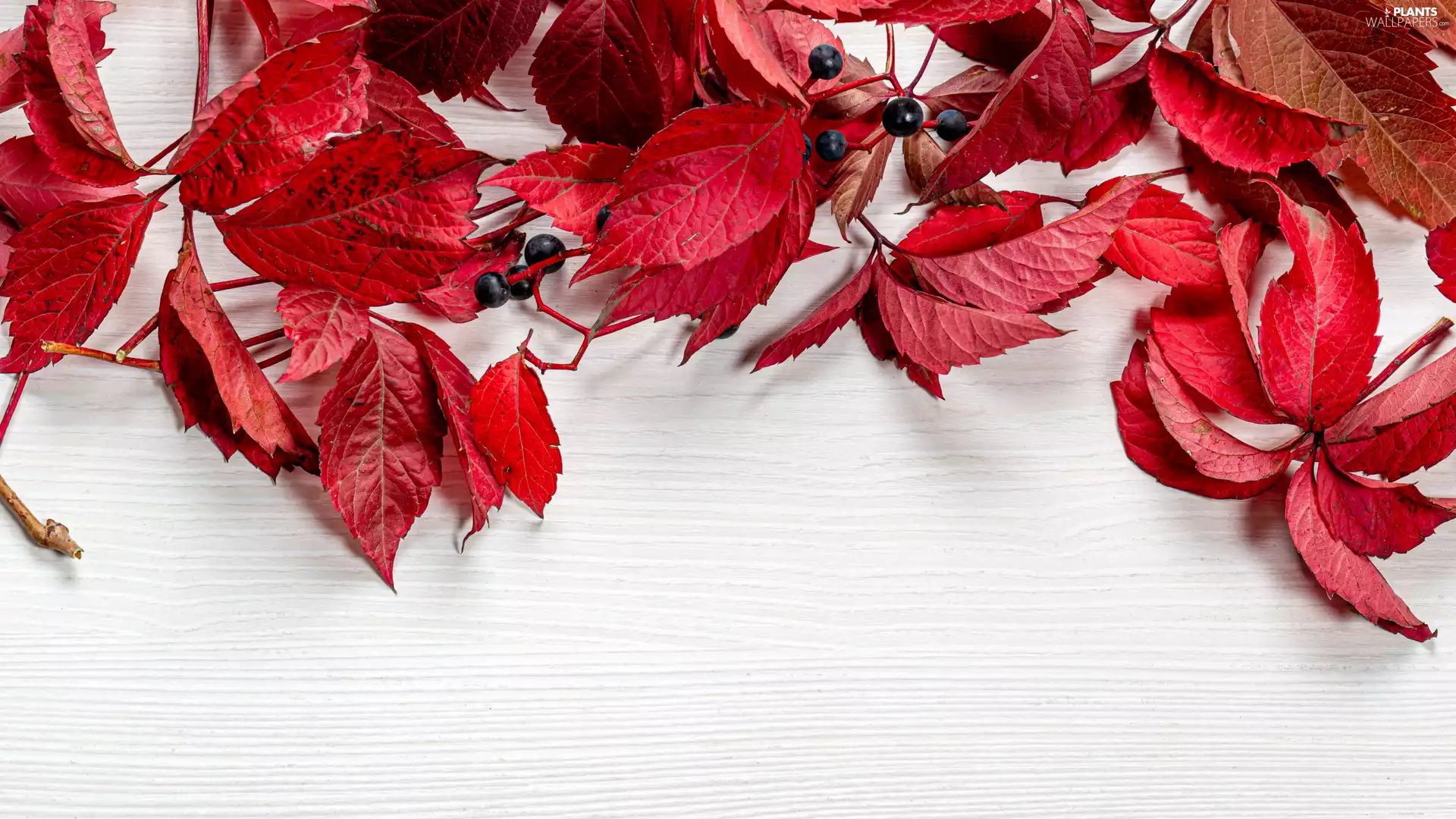 Leaf, blueberries, boarding, grape-vine