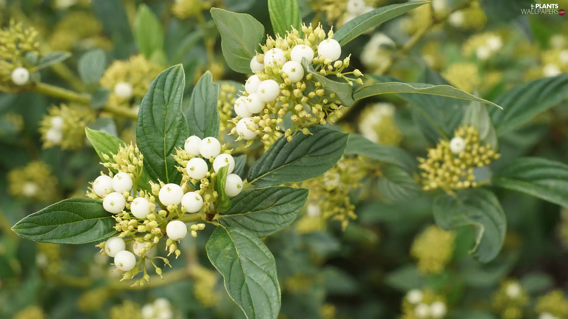 blueberries, dog-wood, green ones, White, Bush, sparks, Leaf