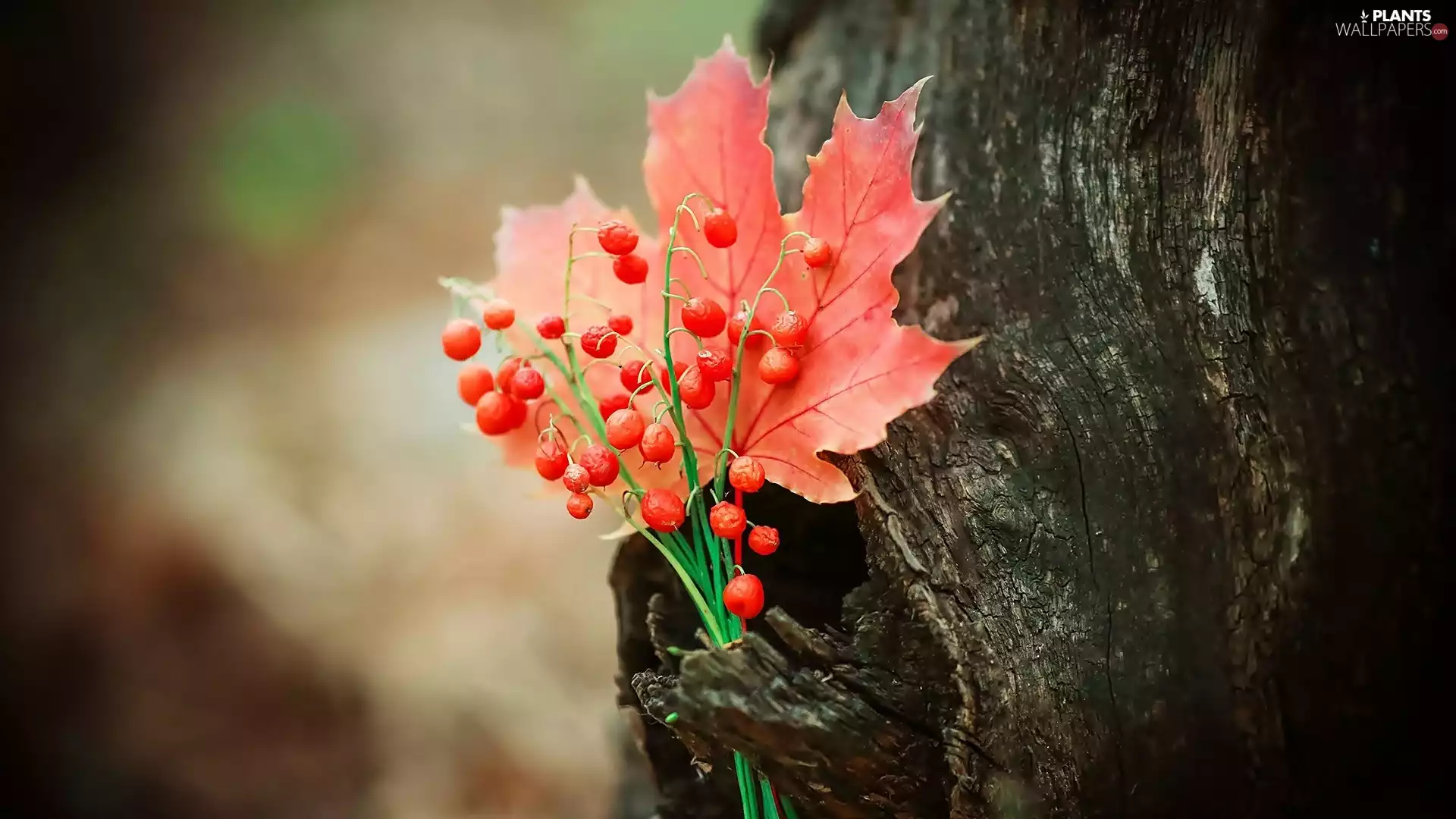 Leaf, trees, Red, blueberries, maple, cork
