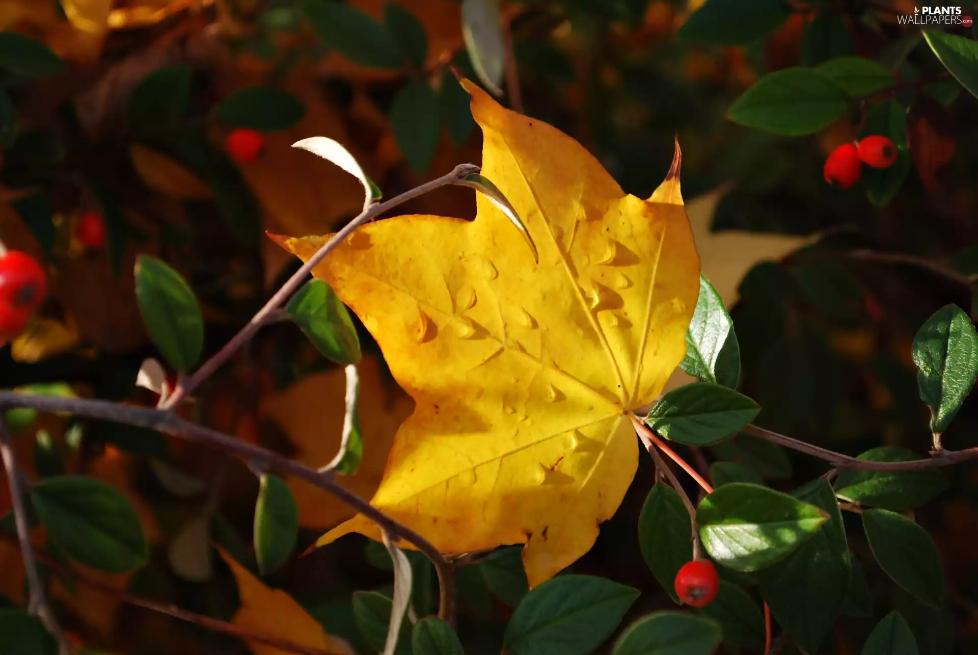maple, Autumn, Red, blueberries, Twigs, Leaves