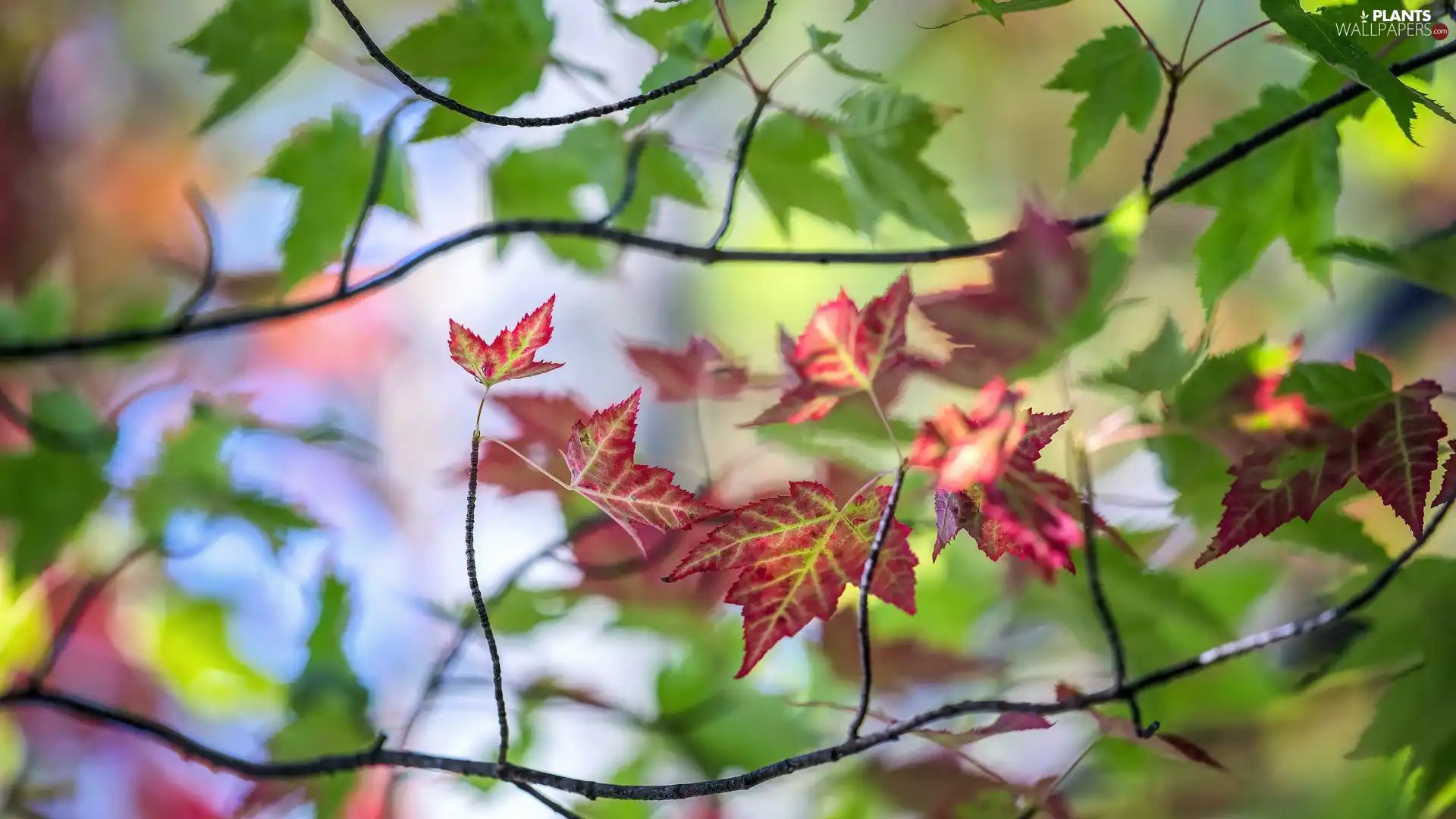 autumn, Leaf, blur, color