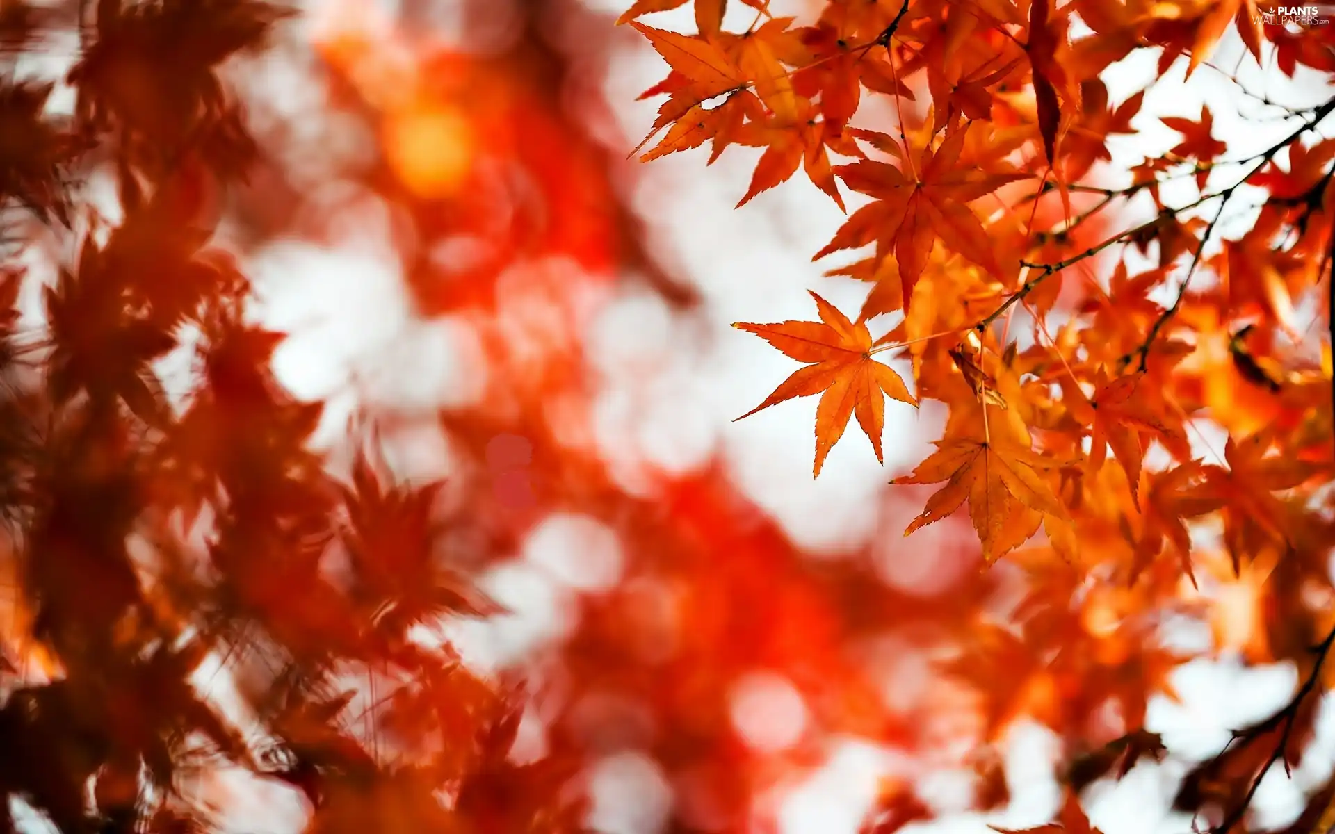 autumn, palmaceous, blur, maple