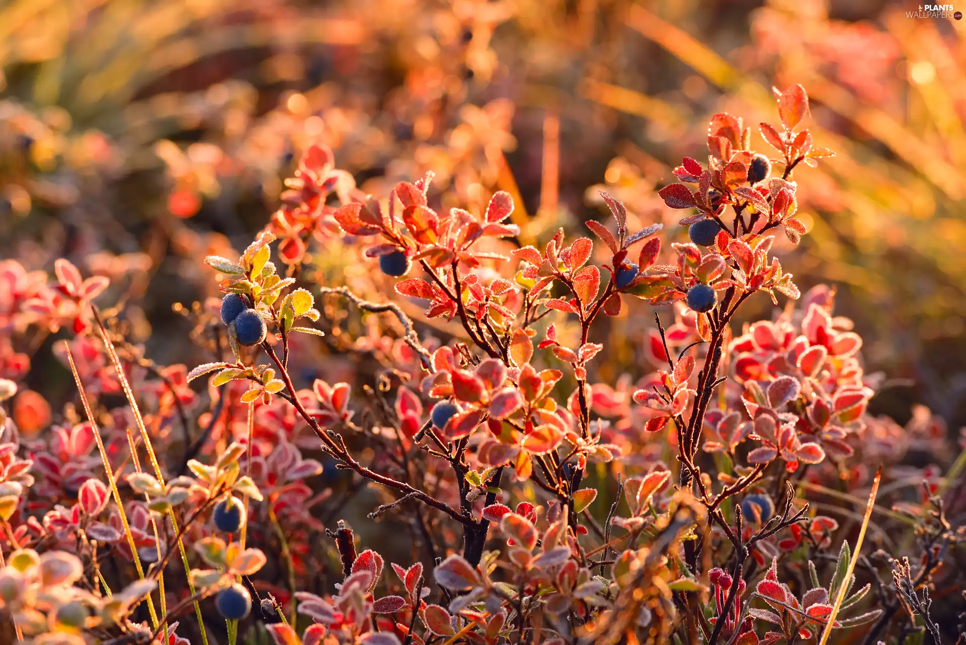 Leaf, blur, Black, blueberries, Fruticulus