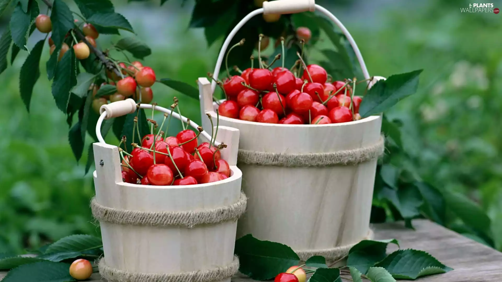 Fruits, blur, cherry, Broken, Garden