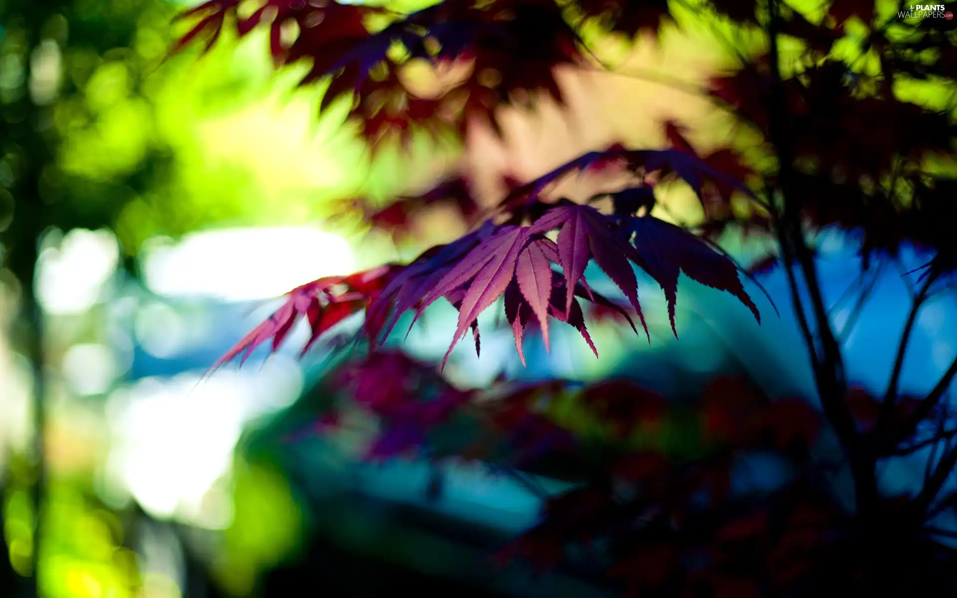 blur, Leaf, color