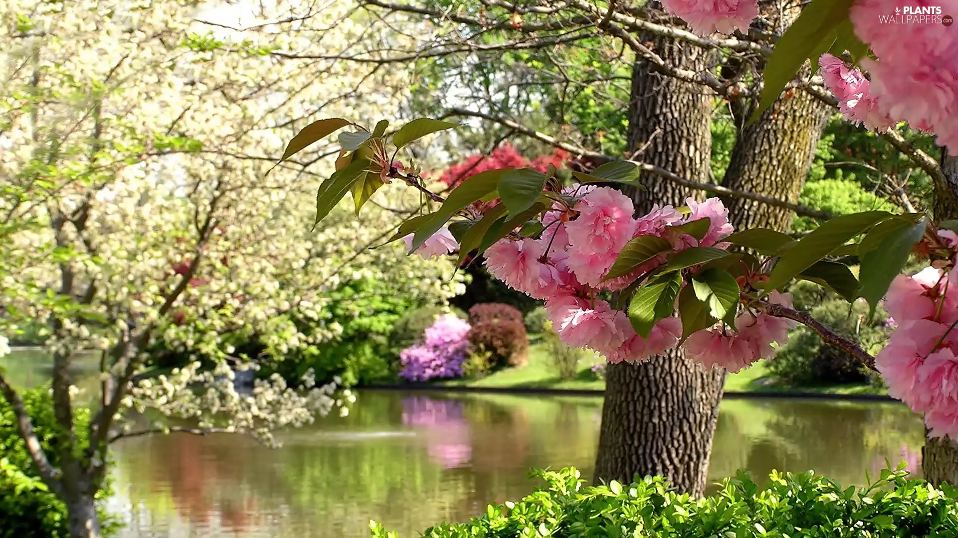 viewes, blur, flourishing, trees, River
