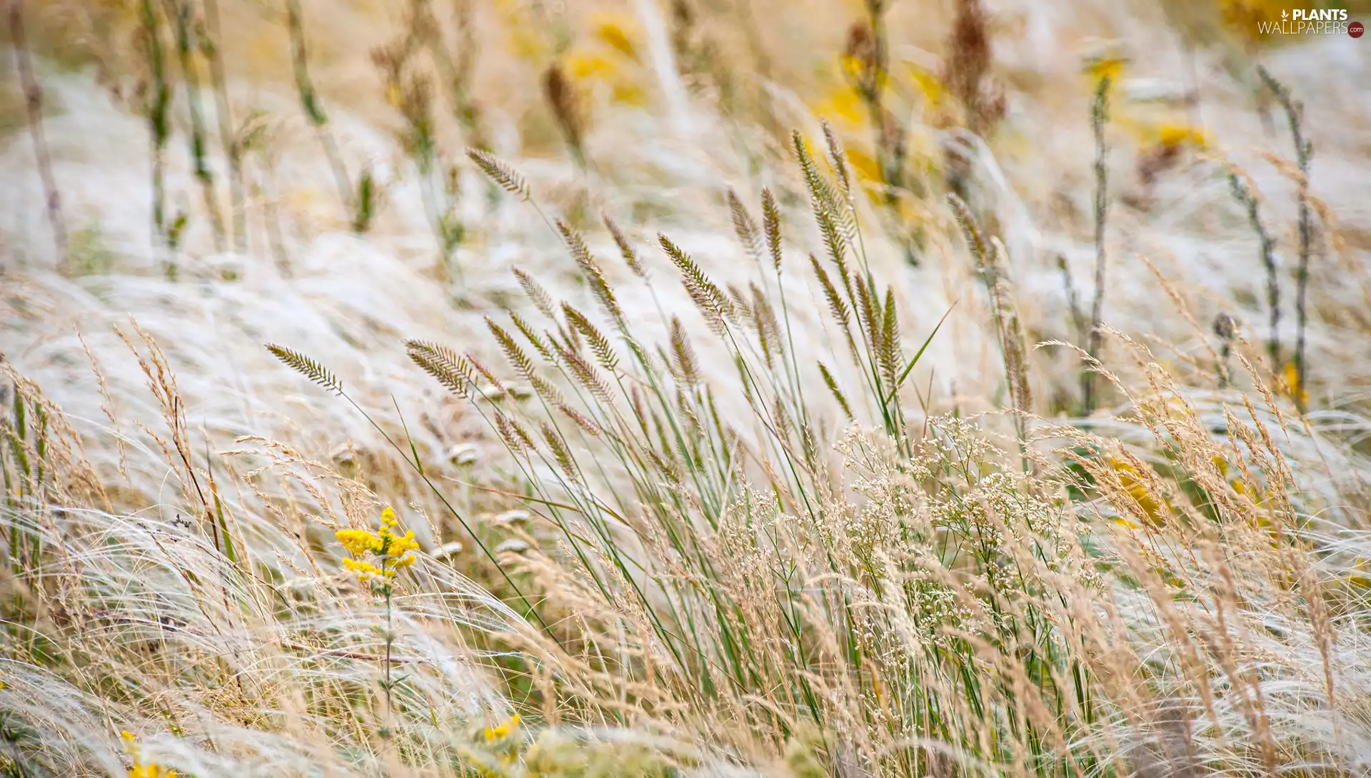 blur, grass, Flowers