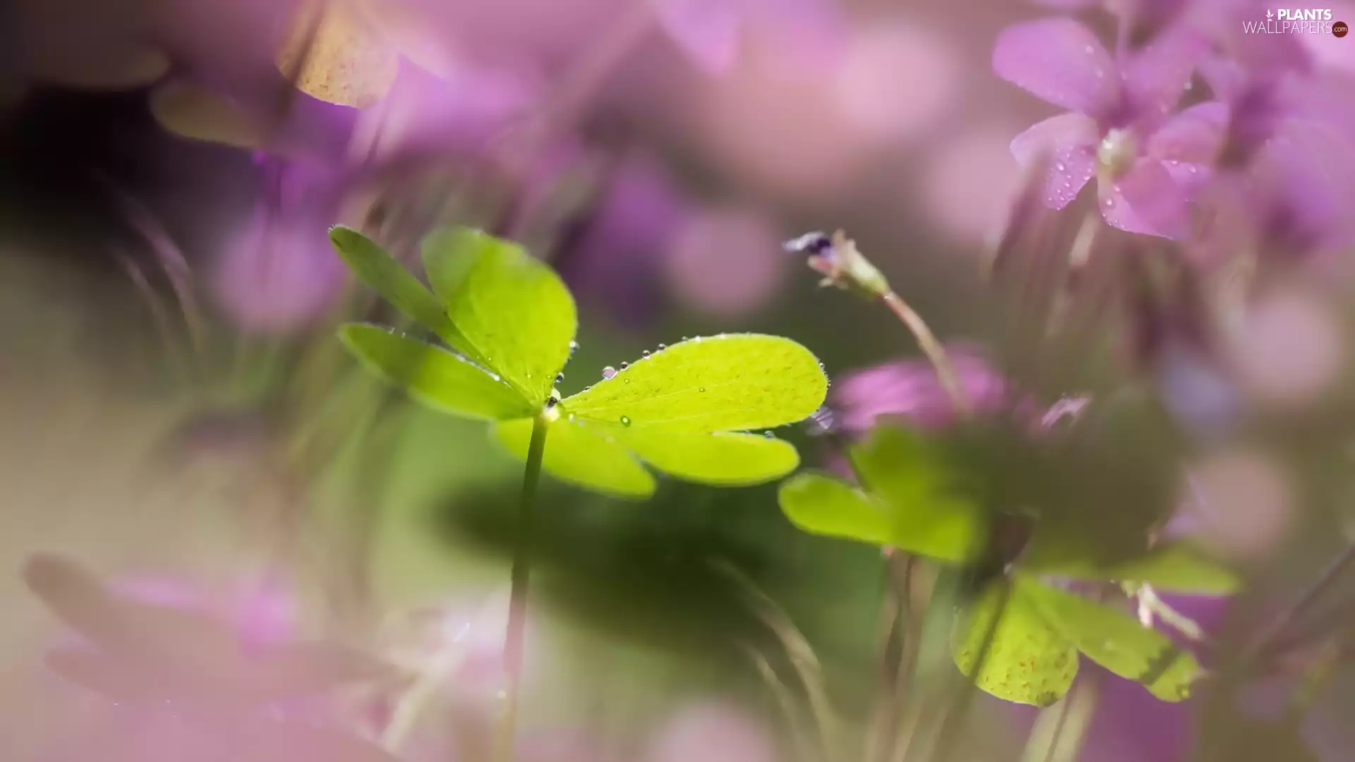 clover, blur, Flowers, Leaf, purple
