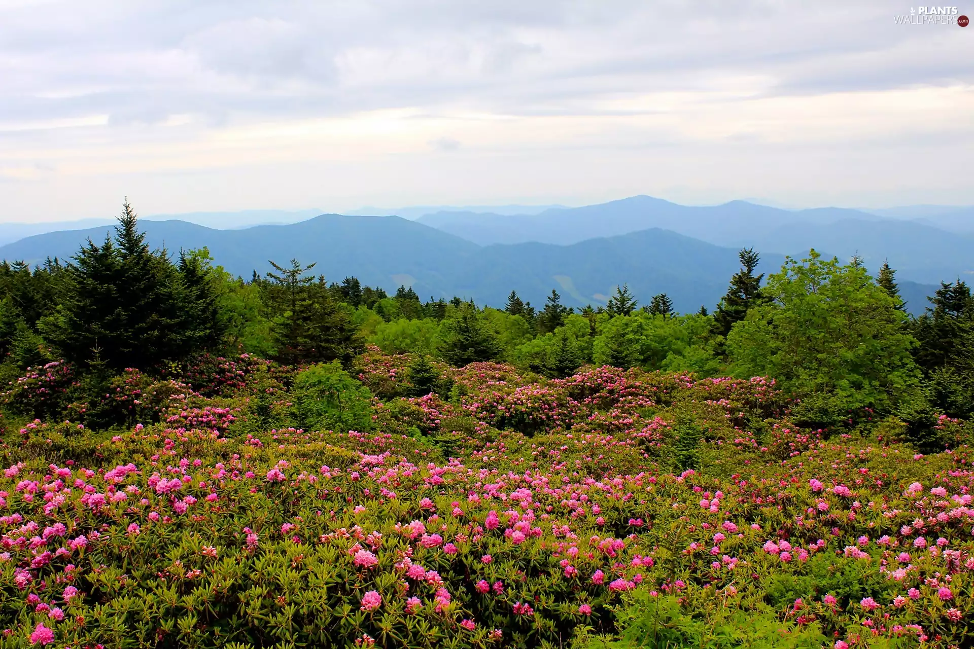 Rhododendrons, blur, forest, flourishing, Mountains