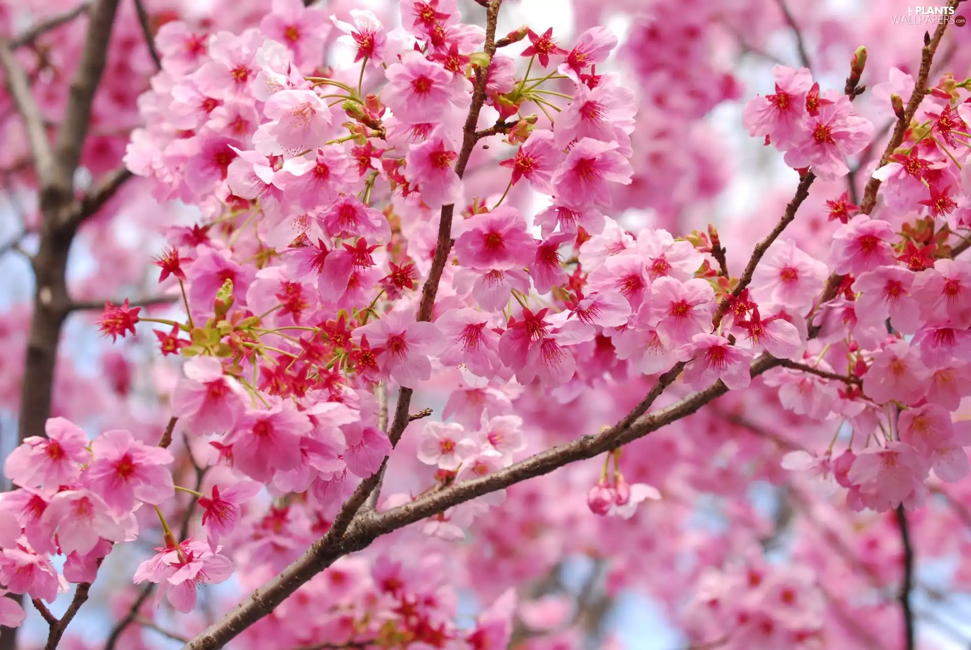 Flowers, blur, fruit, Pink, trees