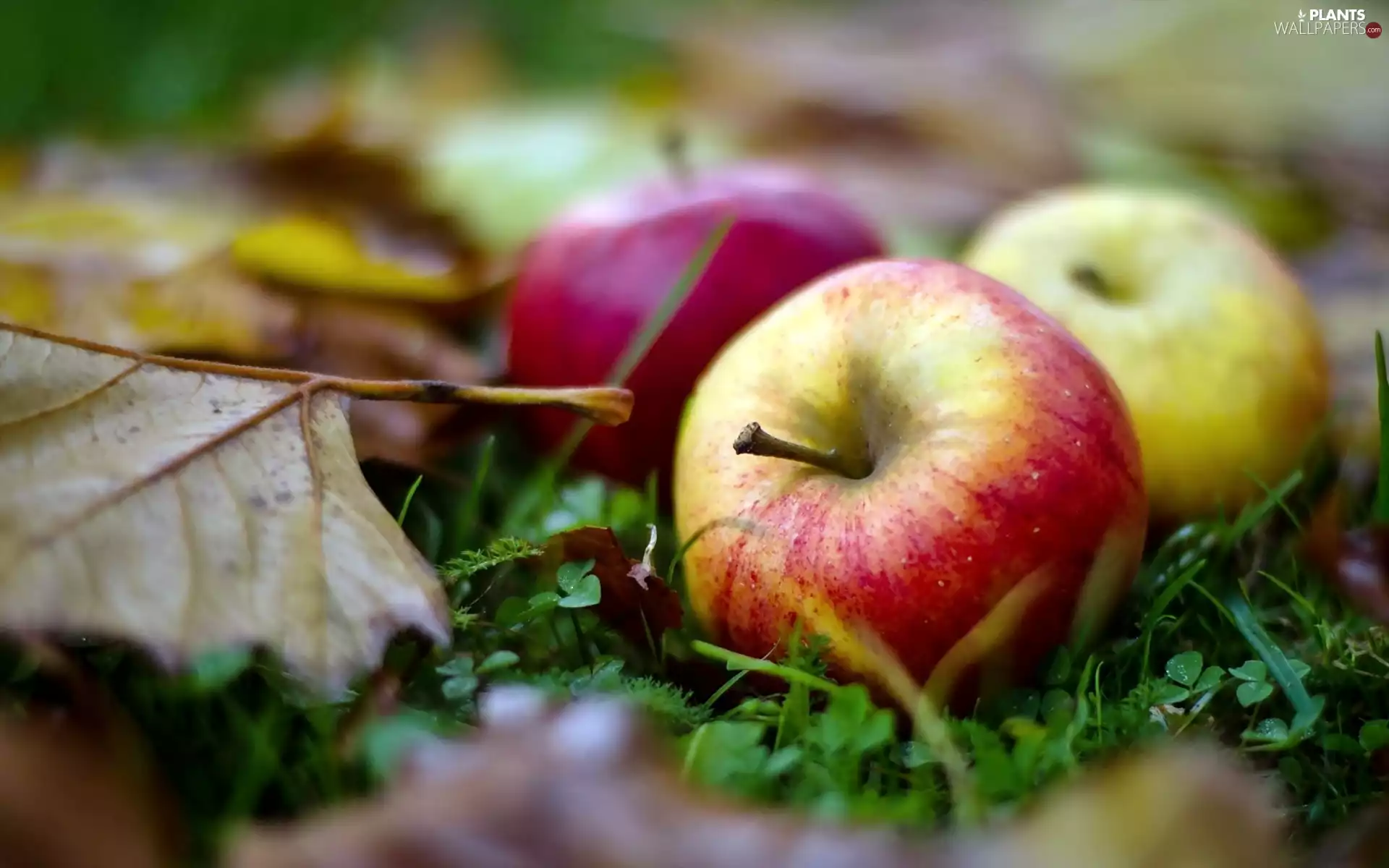 blur, apples, Leaf