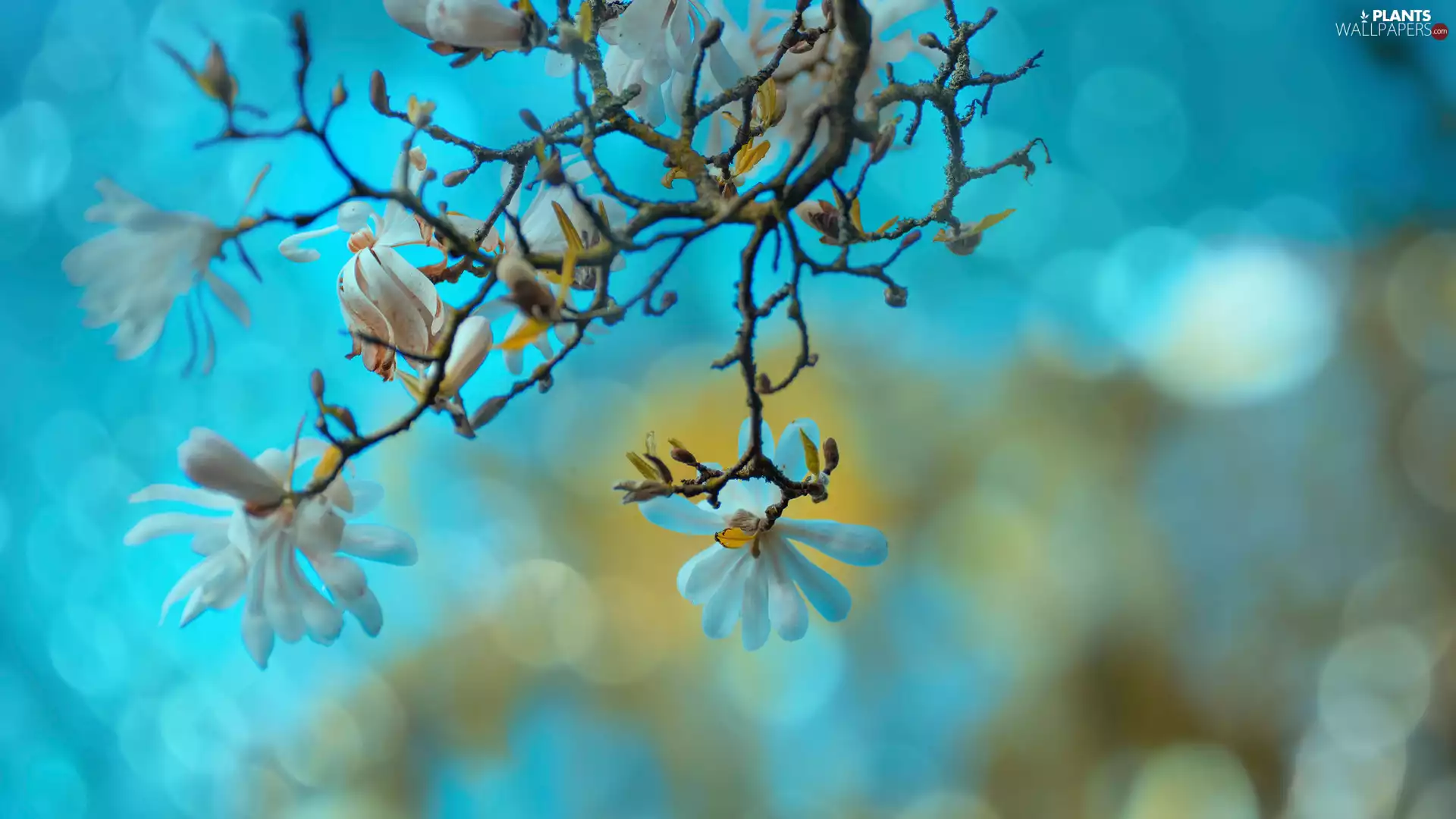 Blue, background, Bokeh, blur, Star Magnolia