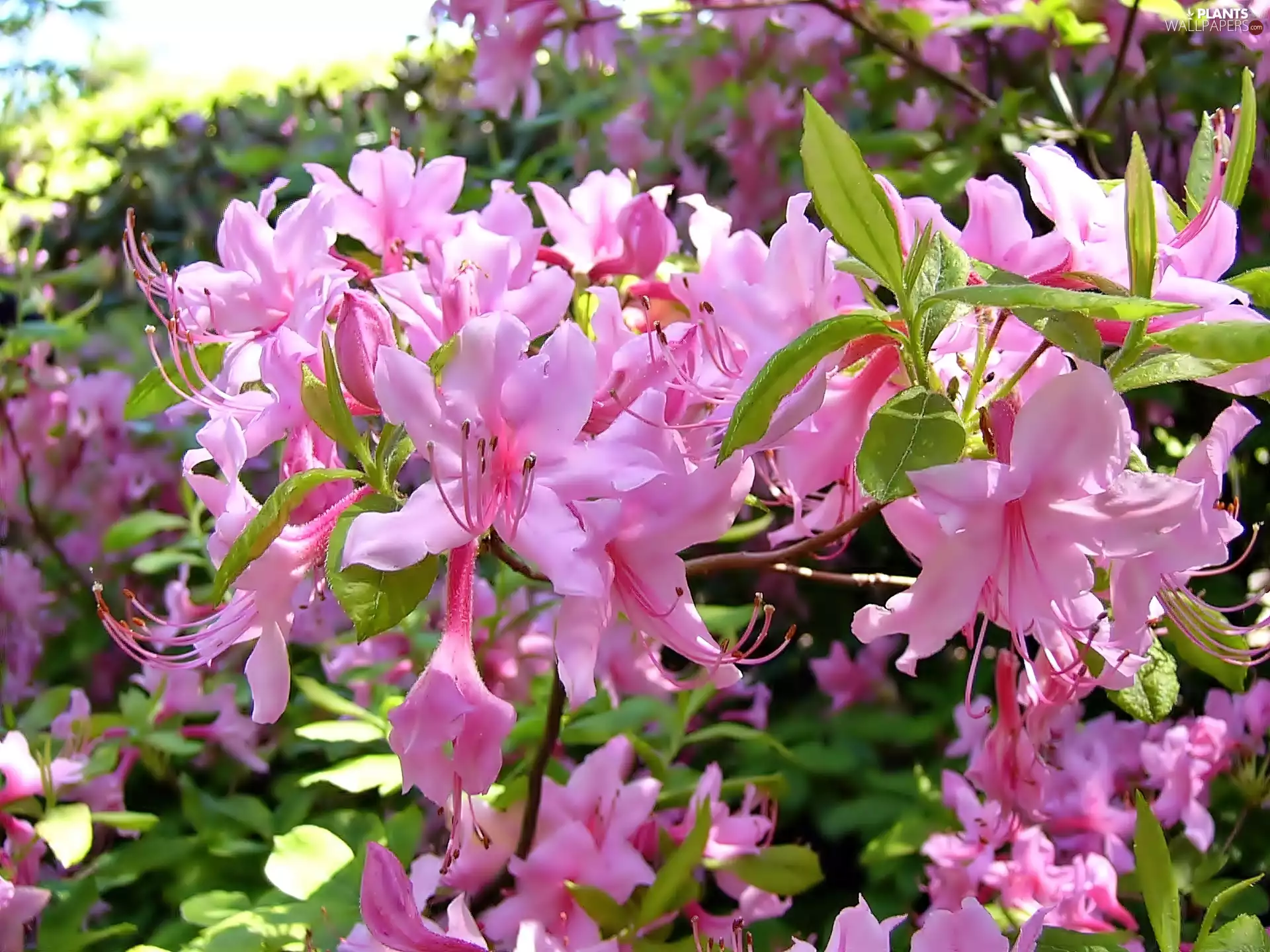 blur, rhododendron, Pink