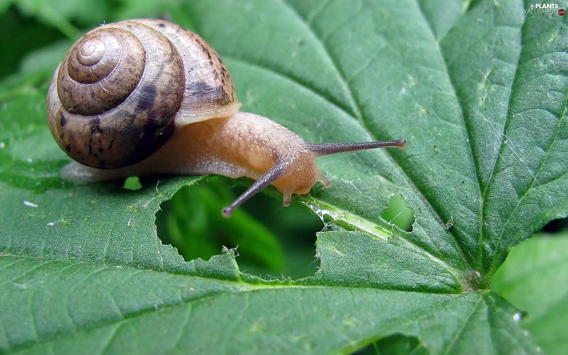 blur, leaf, snail