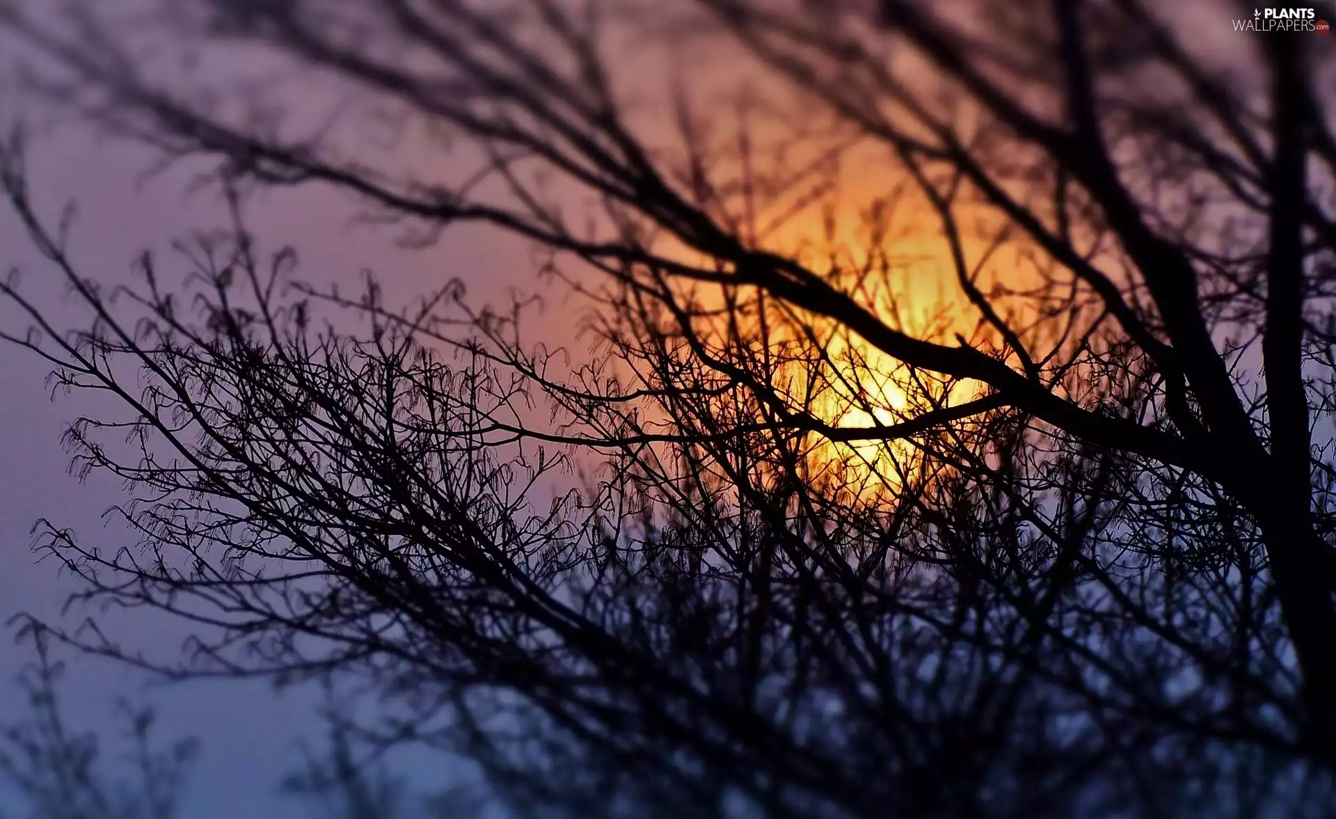 sun, blur, trees, west, leafless