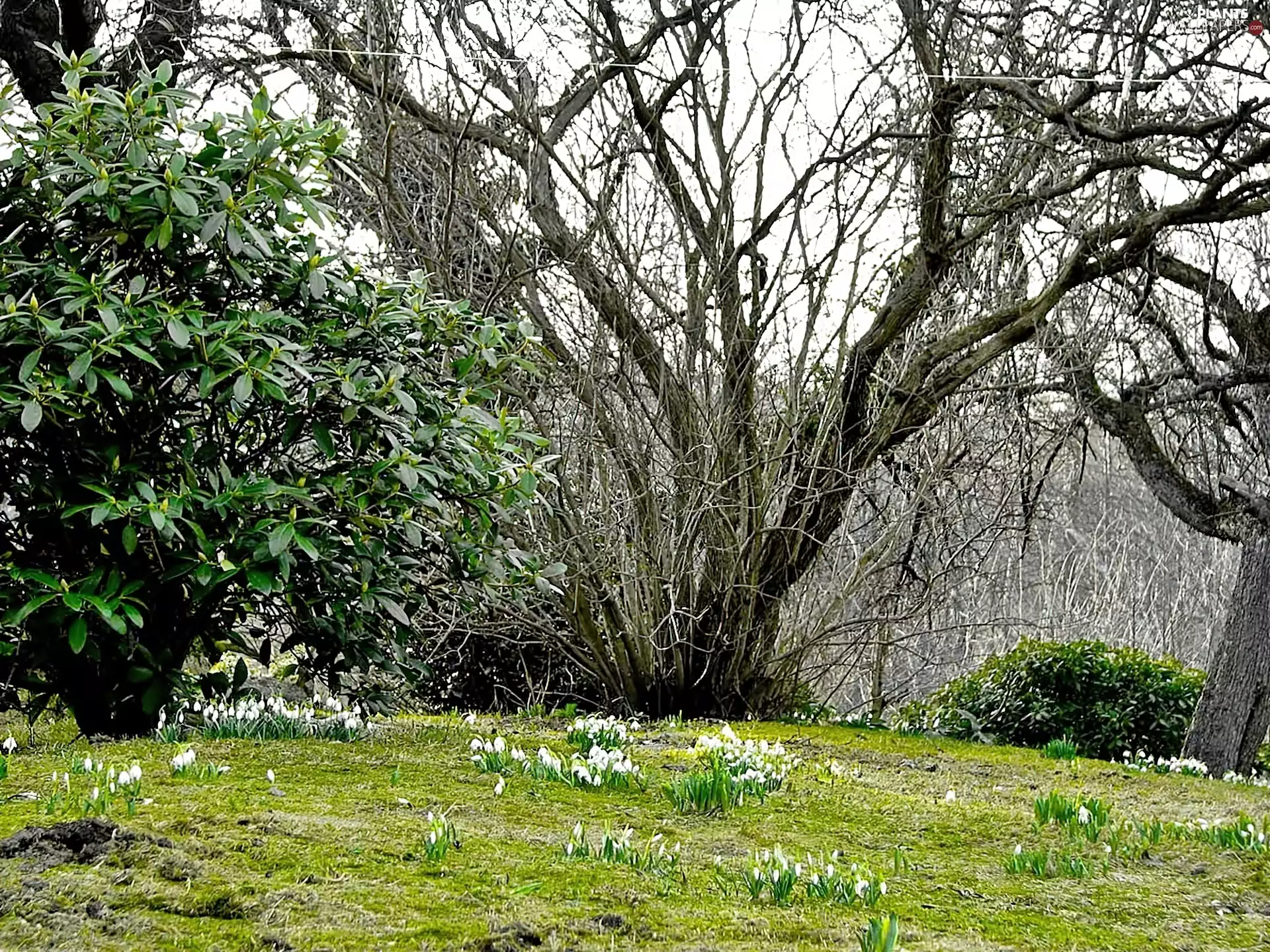 viewes, Nude, snowdrops, blur, rhododendron, trees