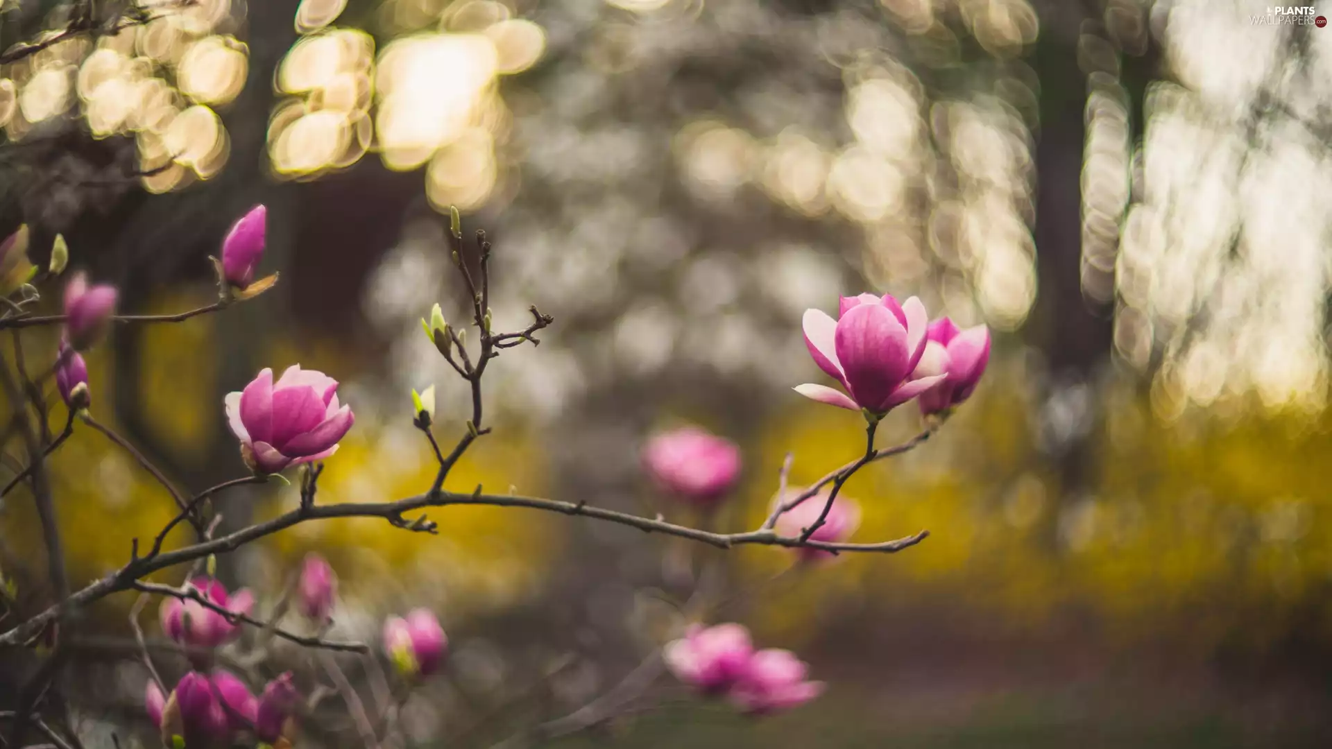 blur, Magnolia, Twigs