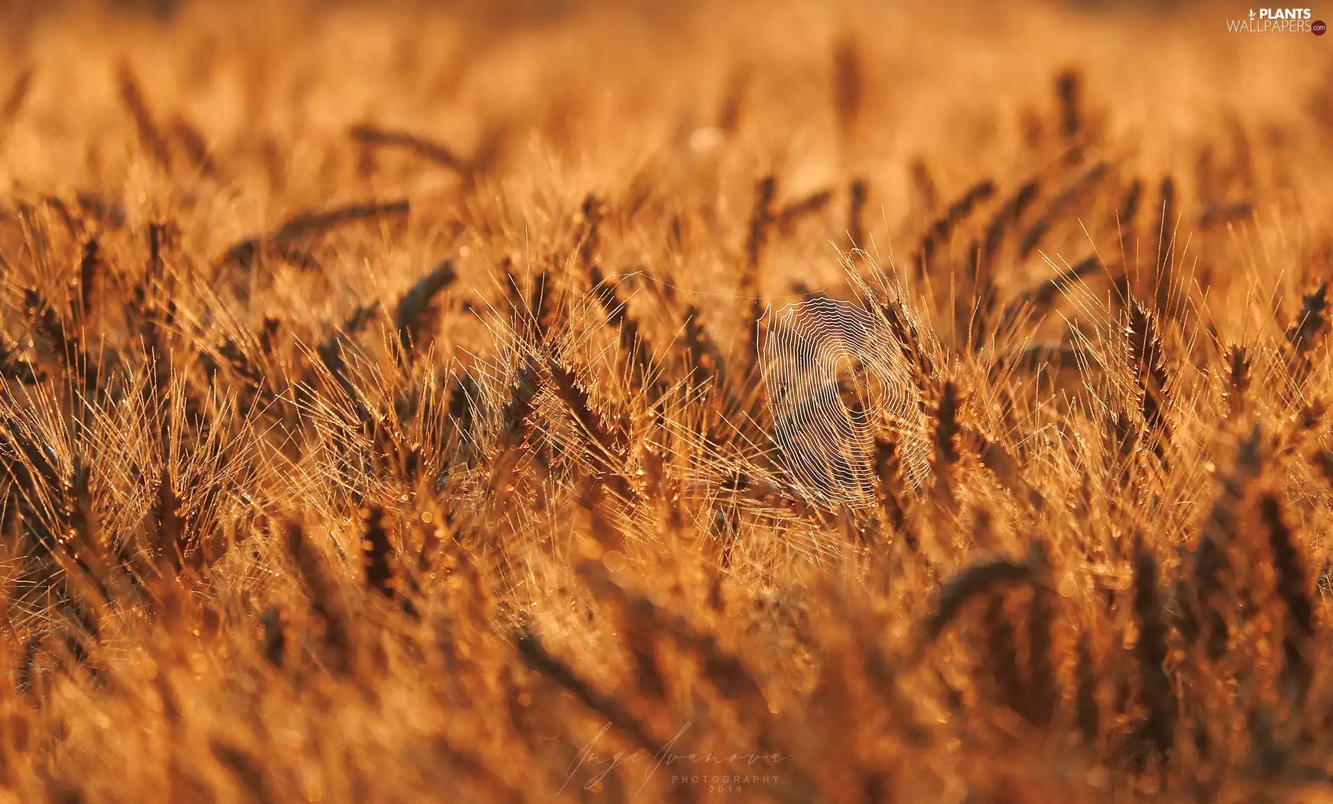 blur, corn, Web
