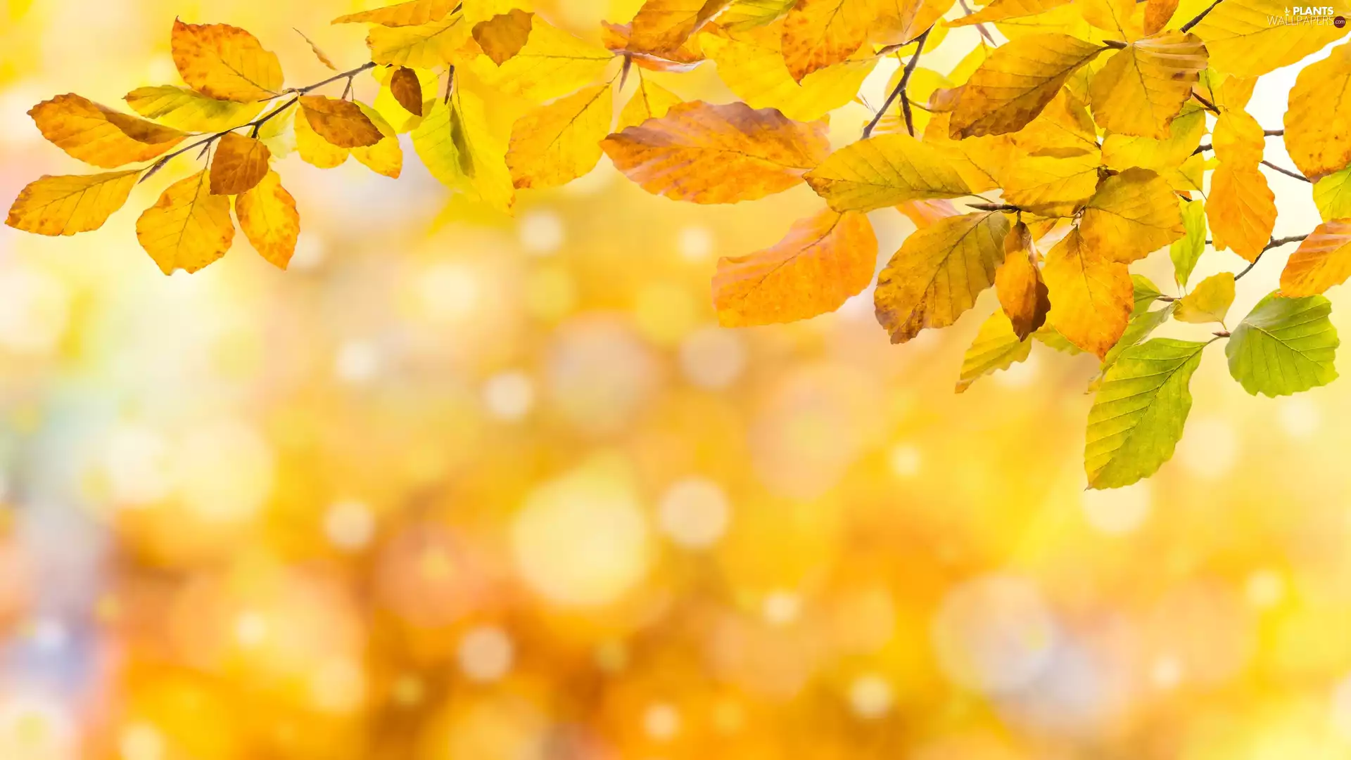 Yellow, blurry background, 2D, Leaf