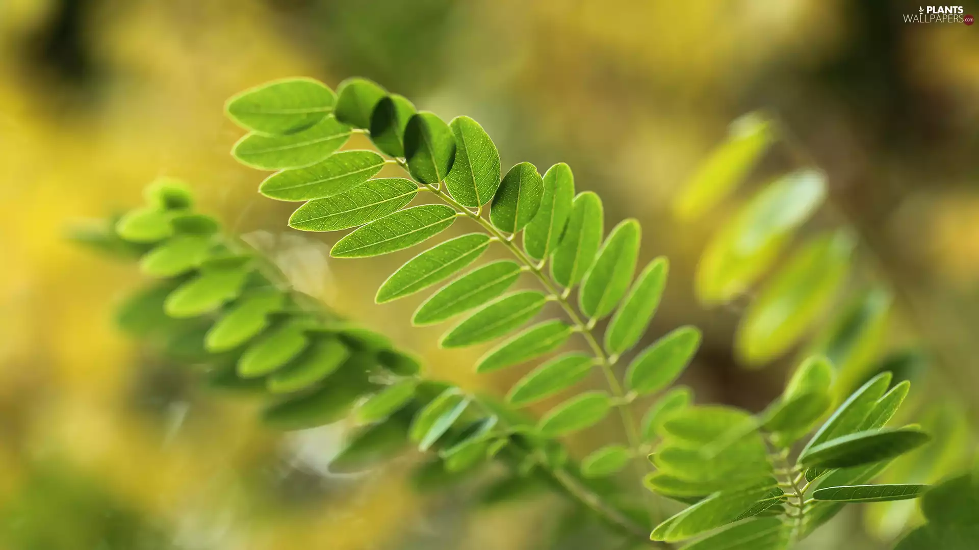 green ones, Twigs, blurry background, Leaf