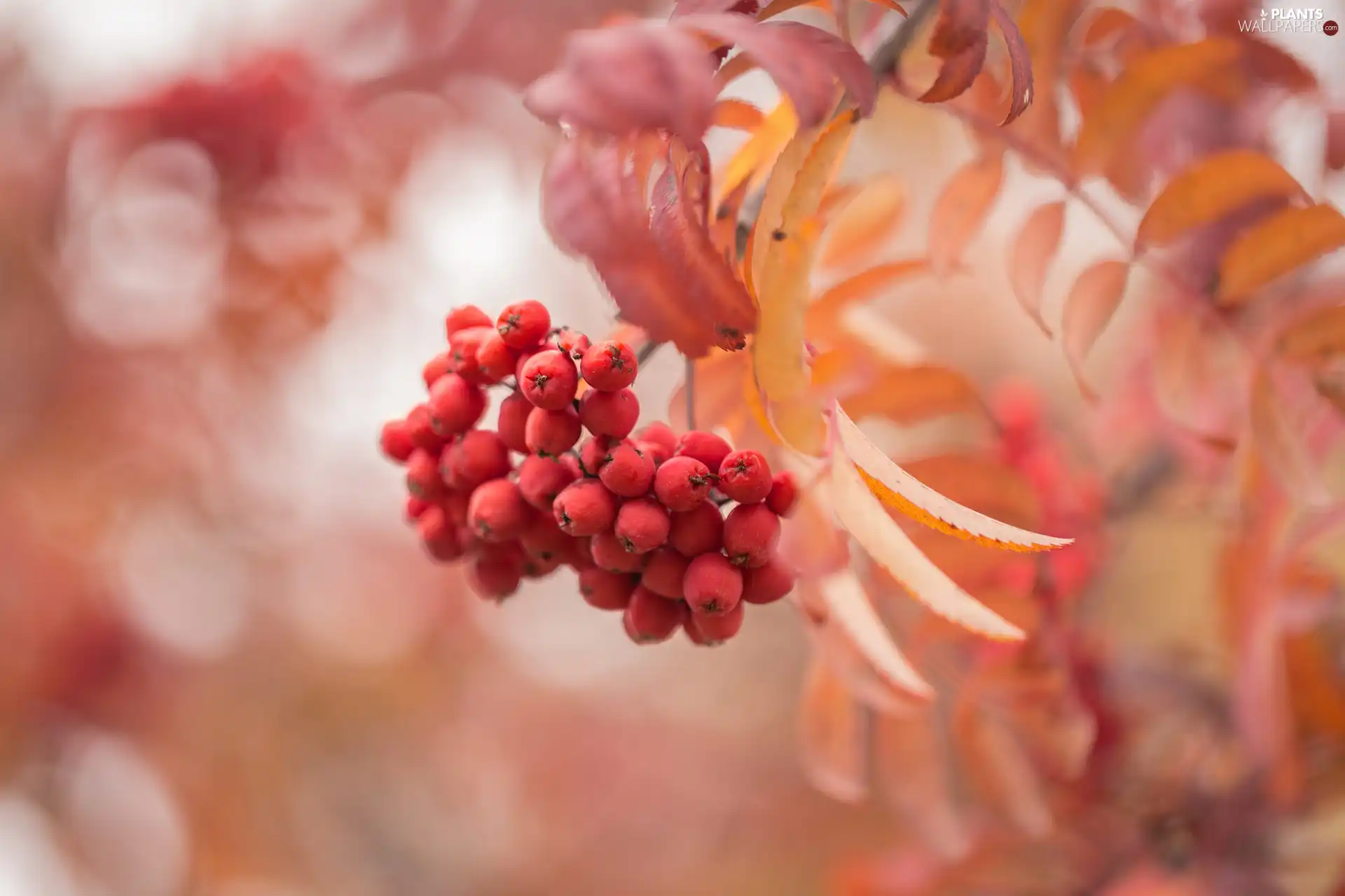 Plant, twig, blurry background, Leaf