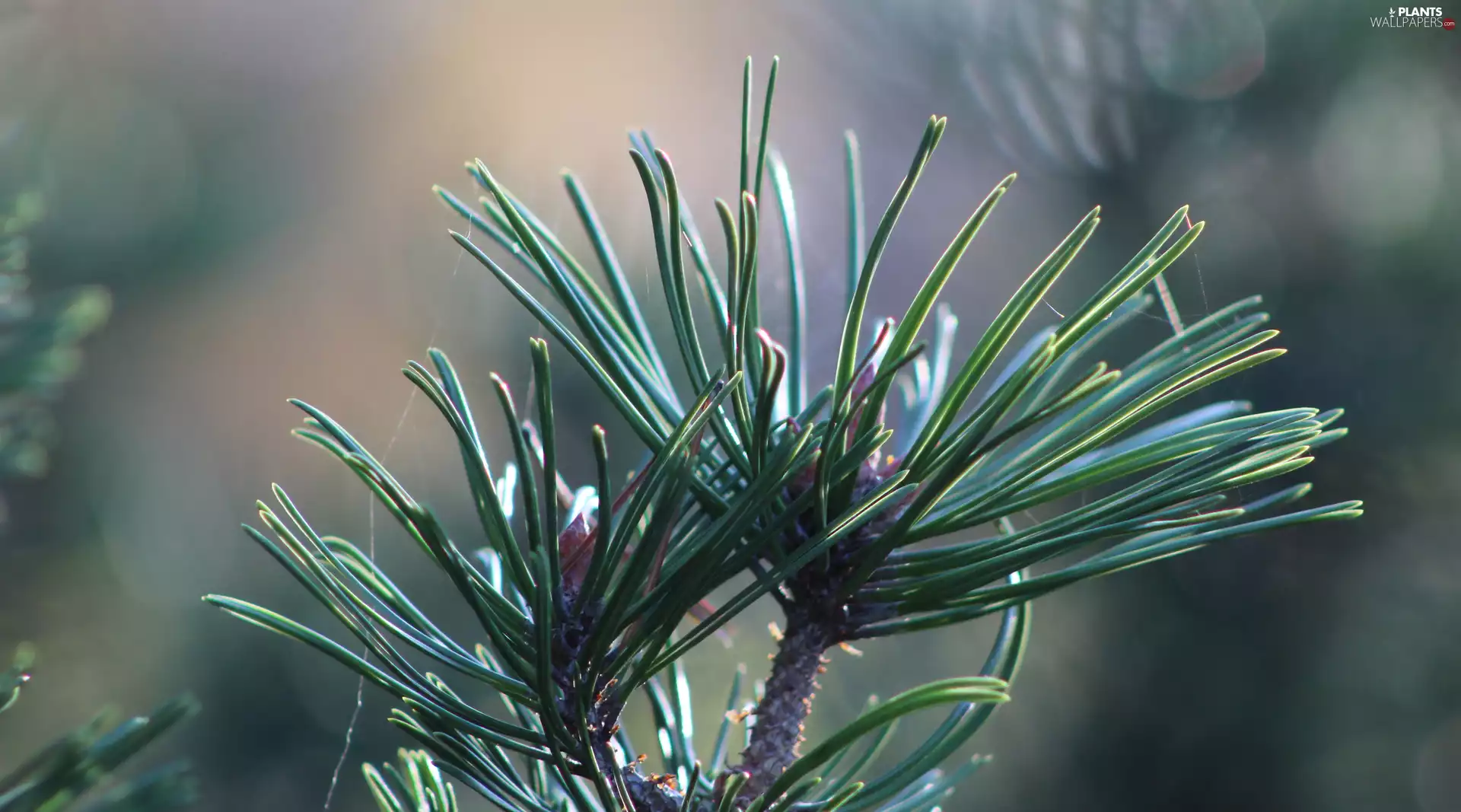 conifer, twig, rapprochement, blurry background, pine, Green