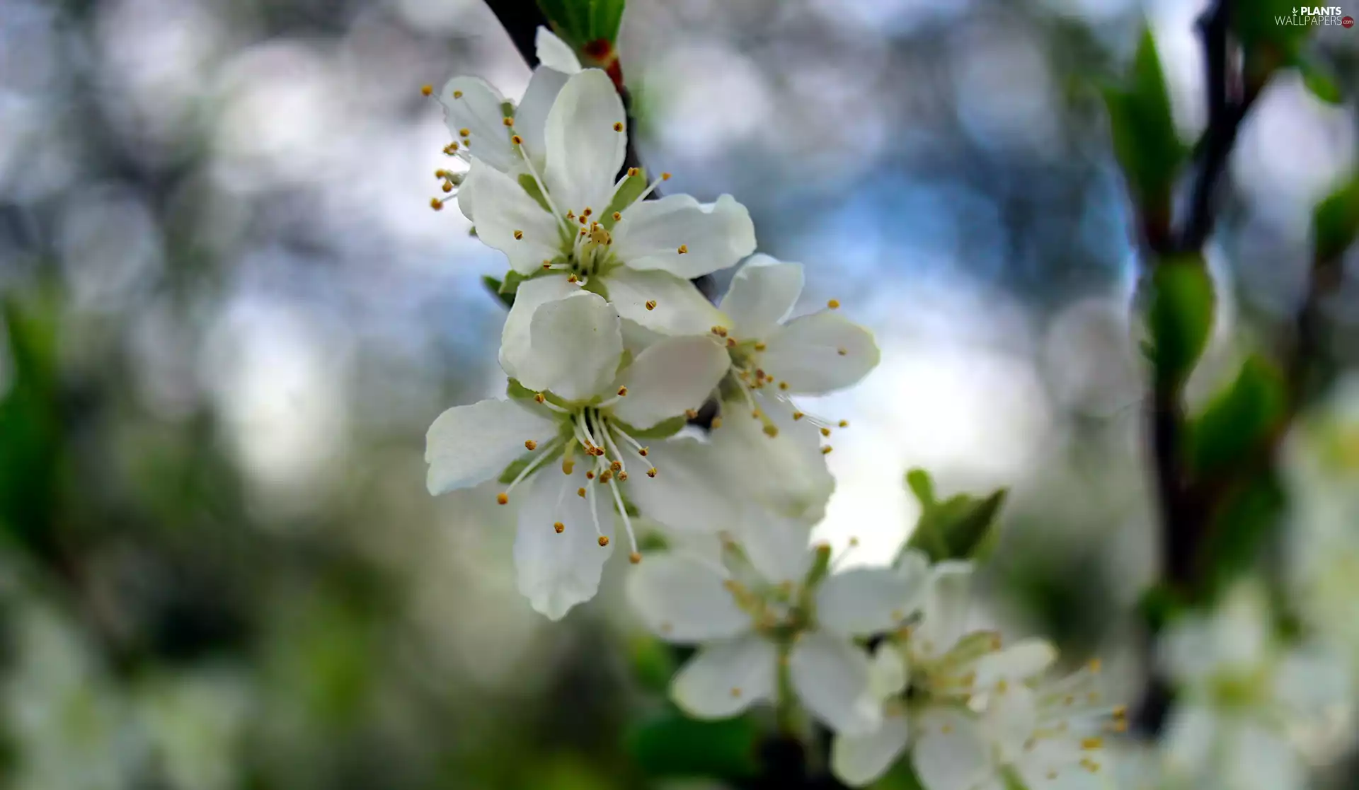 Blossoming, Fruit Tree, blurry background, twig