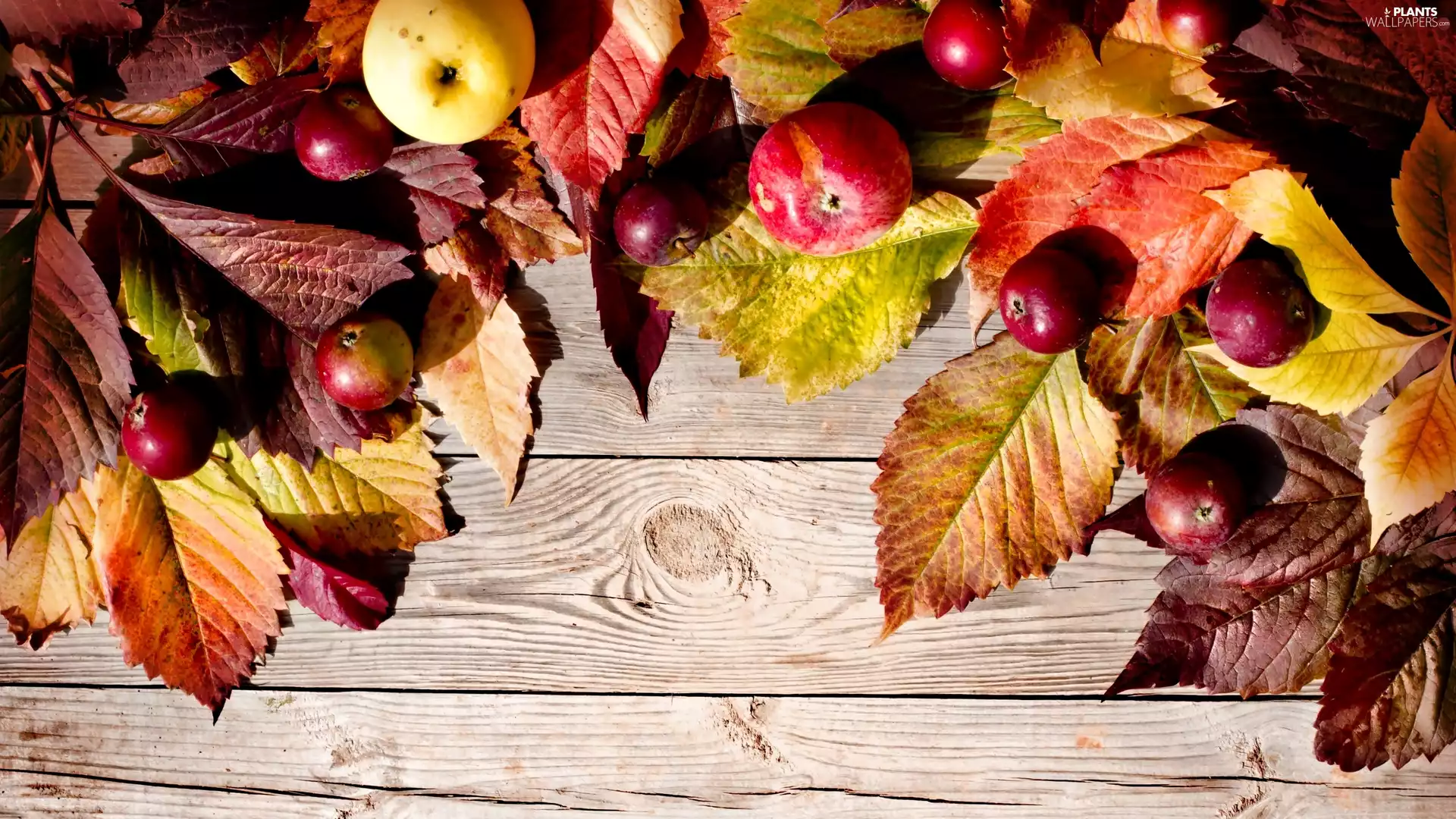 Leaf, composition, apples, board, beech, Autumn