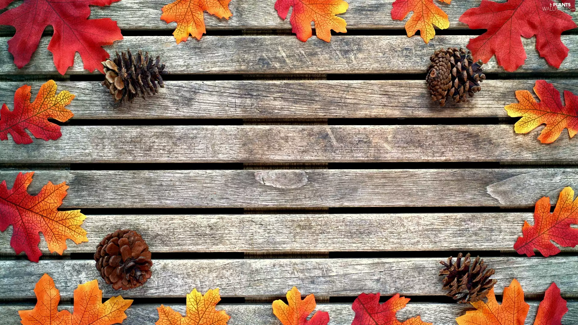 oak, boarding, Autumn, Leaf, cones