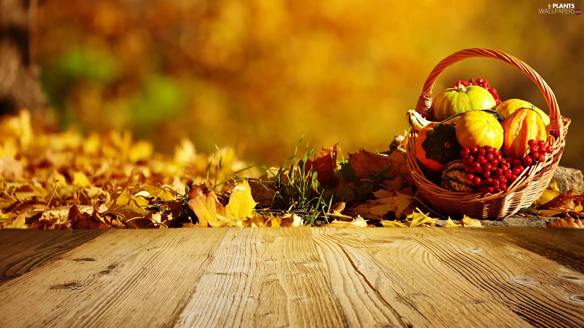 pumpkin, autumn, Leaf, boarding, Plant, basket