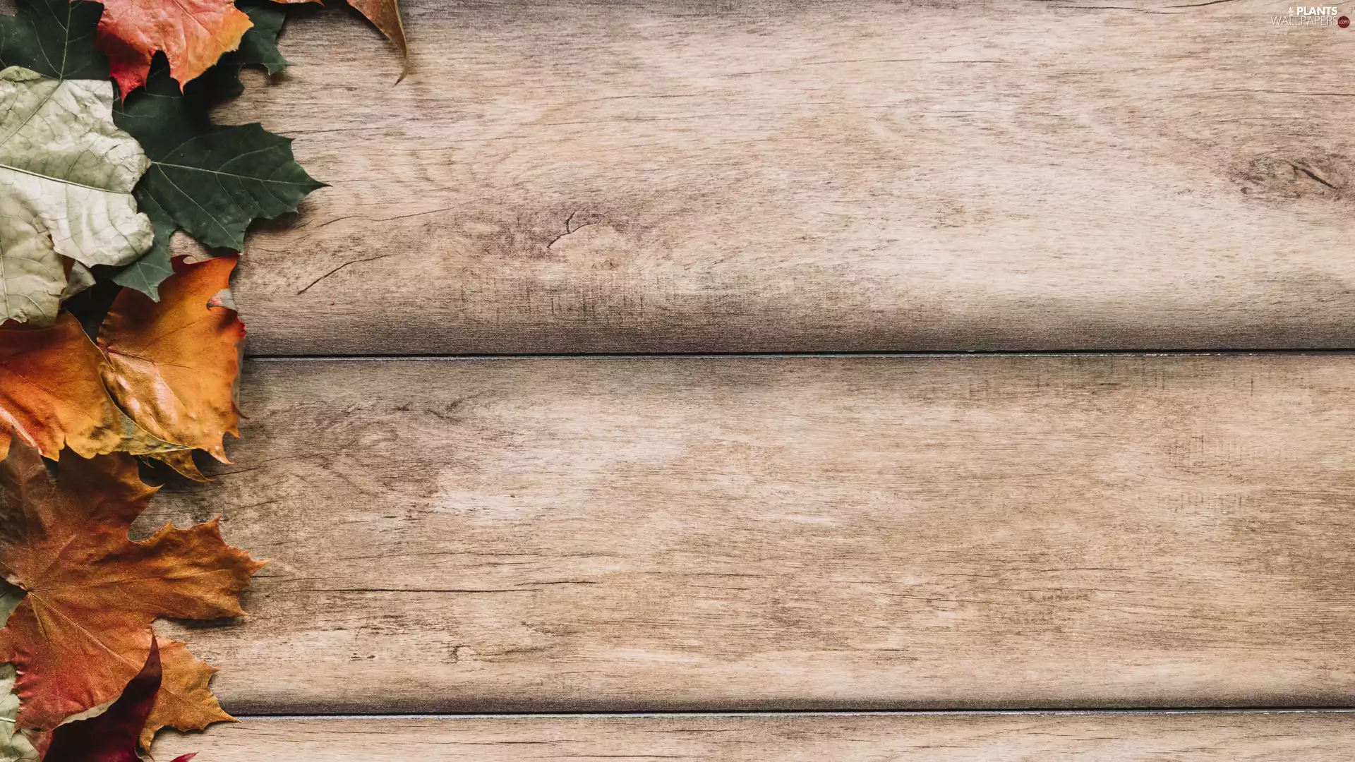 boarding, Leaf, Brown